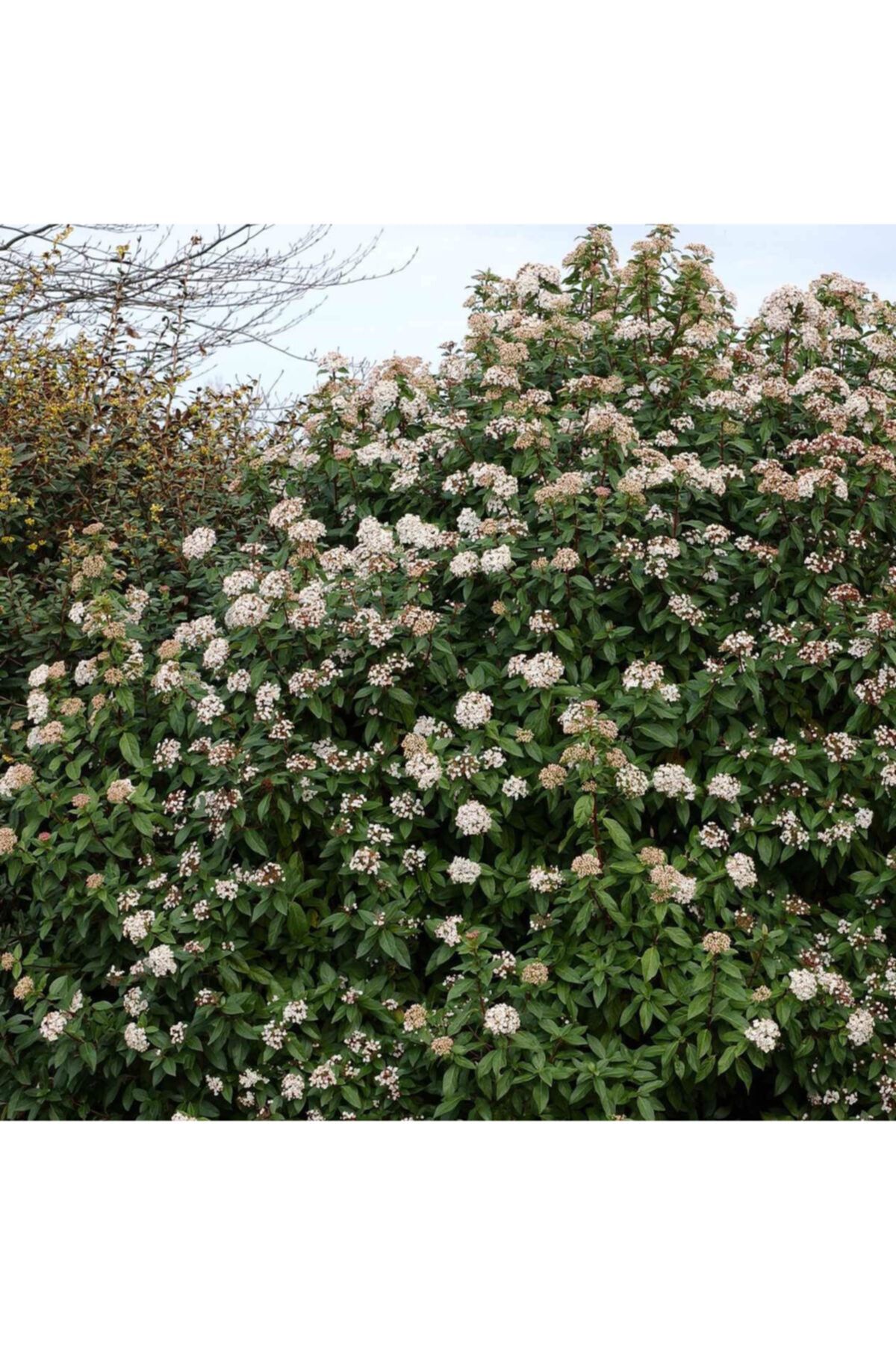 fidanistanbul Viburnum Tinus Eve Price Yaprak Dökmeyen Kartopu Fidanı, 20-40 Cm Saksıda