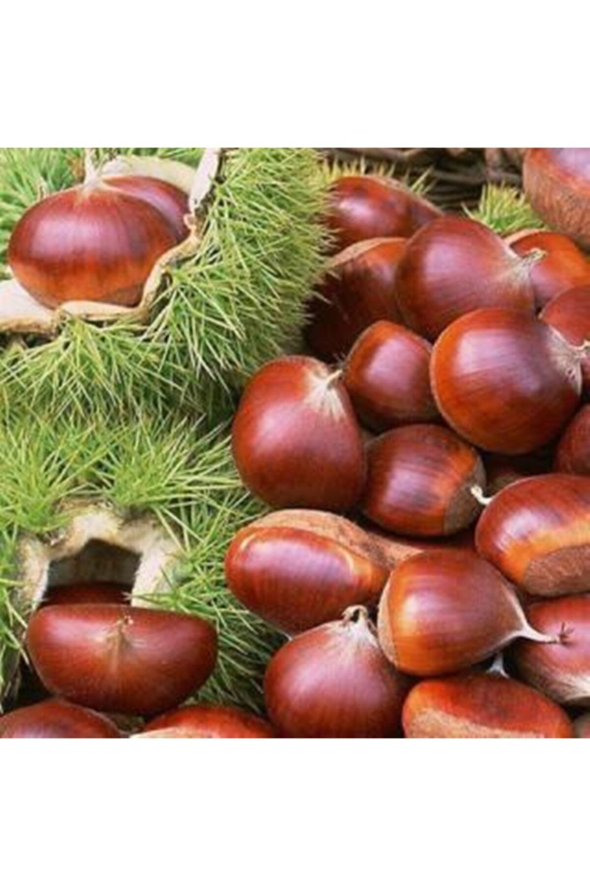 FİDAN SEPETİM 10 Adet Aşılı Şekerci Kestane Fidanı -açık Kök-