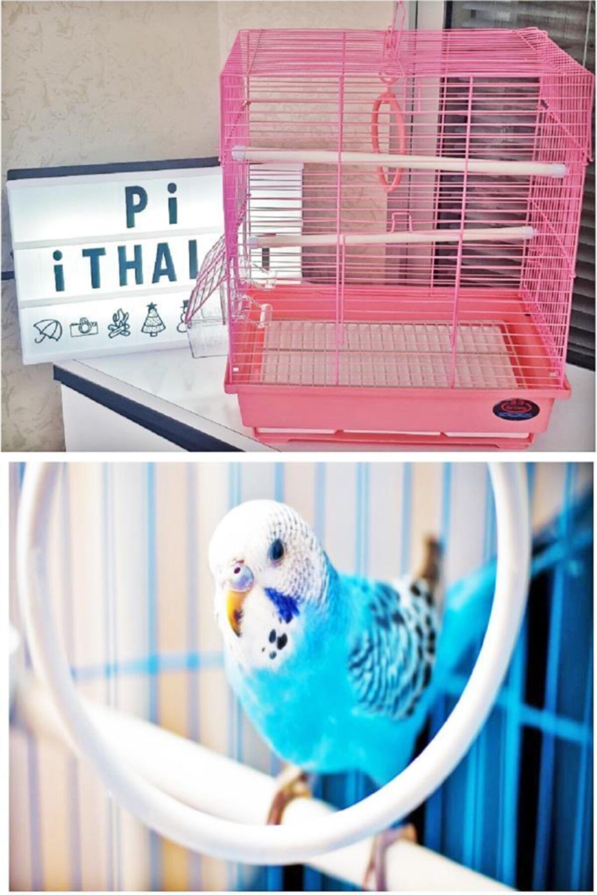 mantlettic pembe muhabbet kusu kafesi fiyati yorumlari trendyol