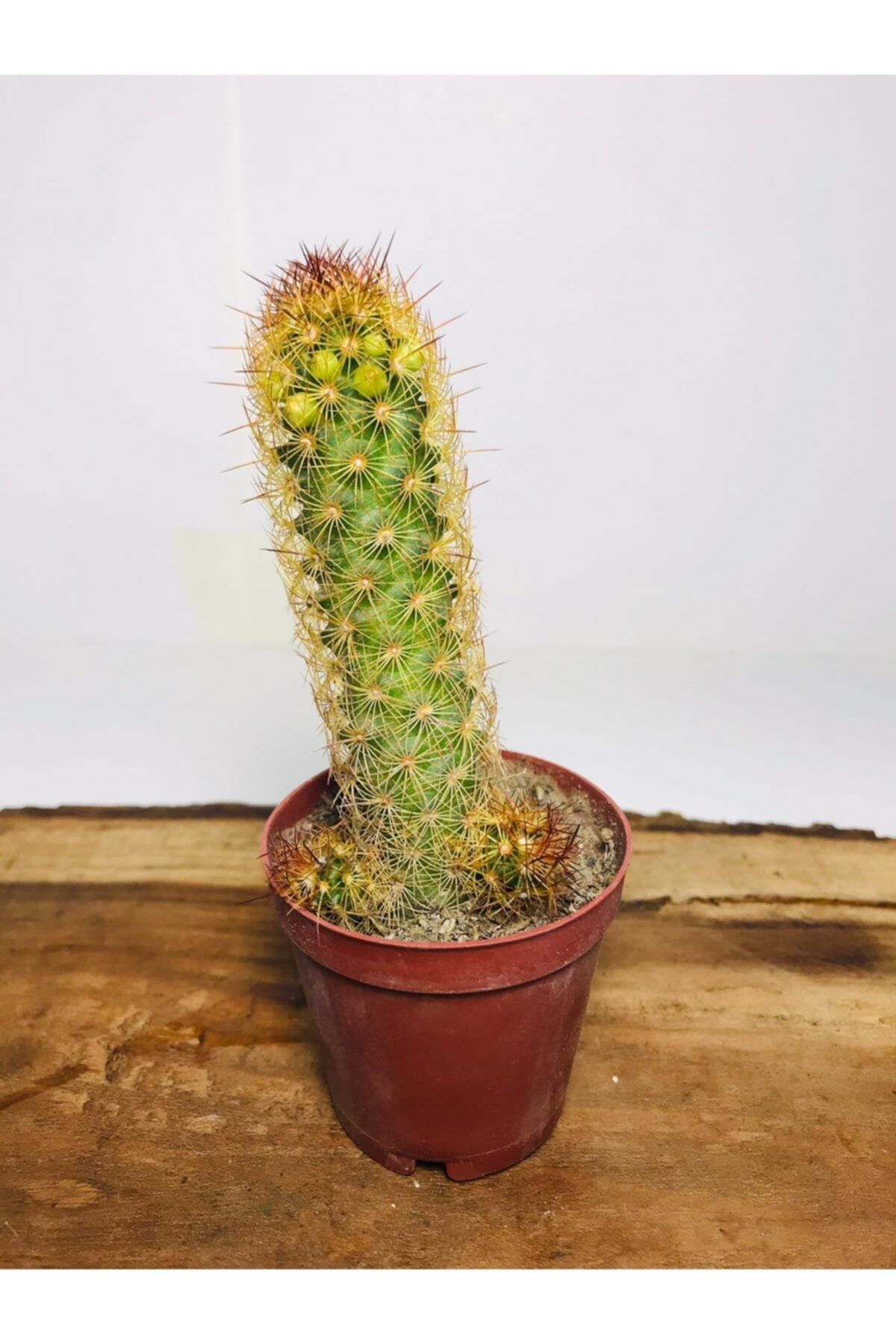 foliumbotanik Kırmızı Dikenli Kaktüs Bol Yavrulu Lady Finger