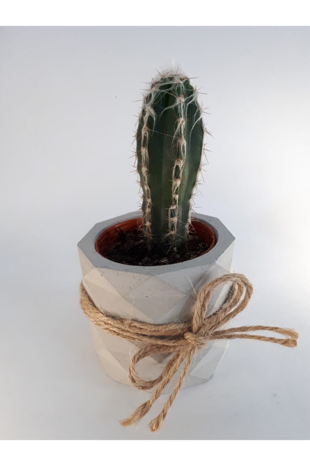 My Succulent Pilosocereus Kaktüs Bitki 5,5 Cm'lik Saksıda Cactus
