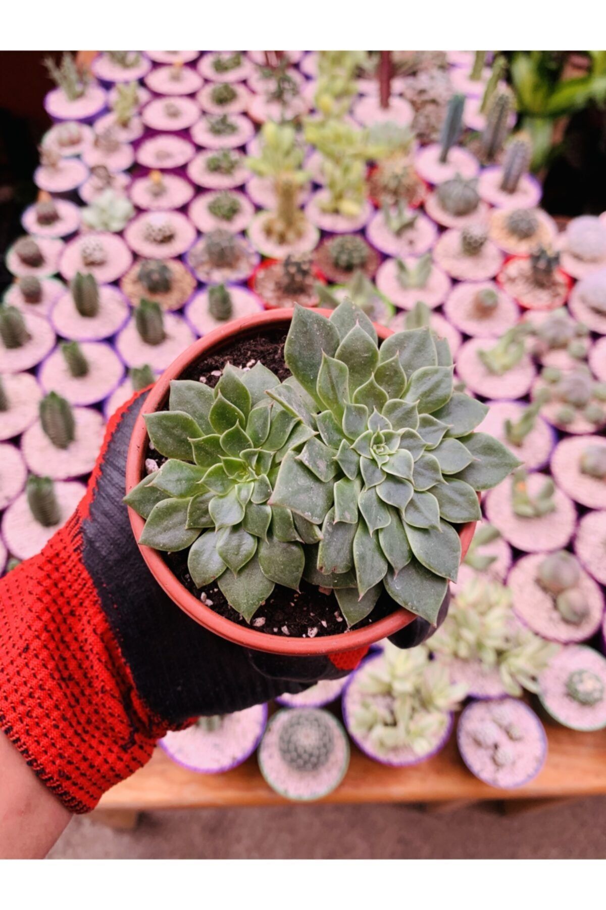 foliumbotanik Graptopetalum Bellum Sukulent