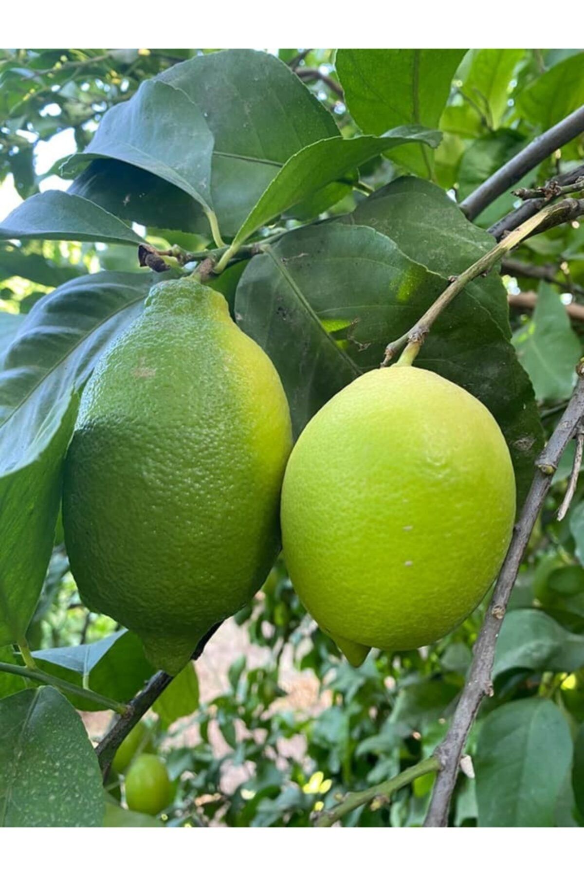 Doktor Turuncu Taze Enterdonat Limon Parafinsiz 5 kg