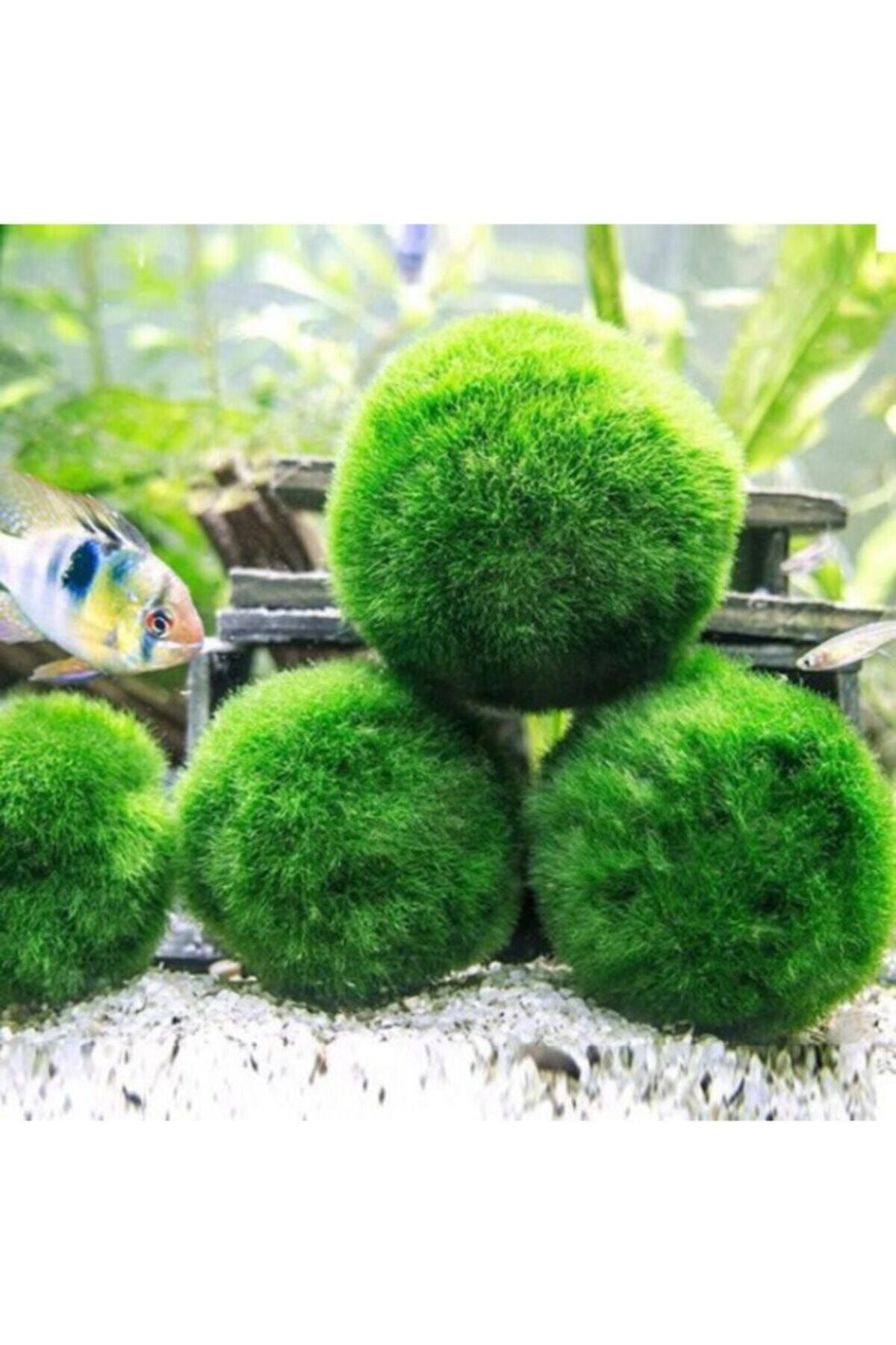 Atakan Plant Marimo Moss Ball 4-6 Cm Şans Getiren Yosun Topu Canlı Bitki