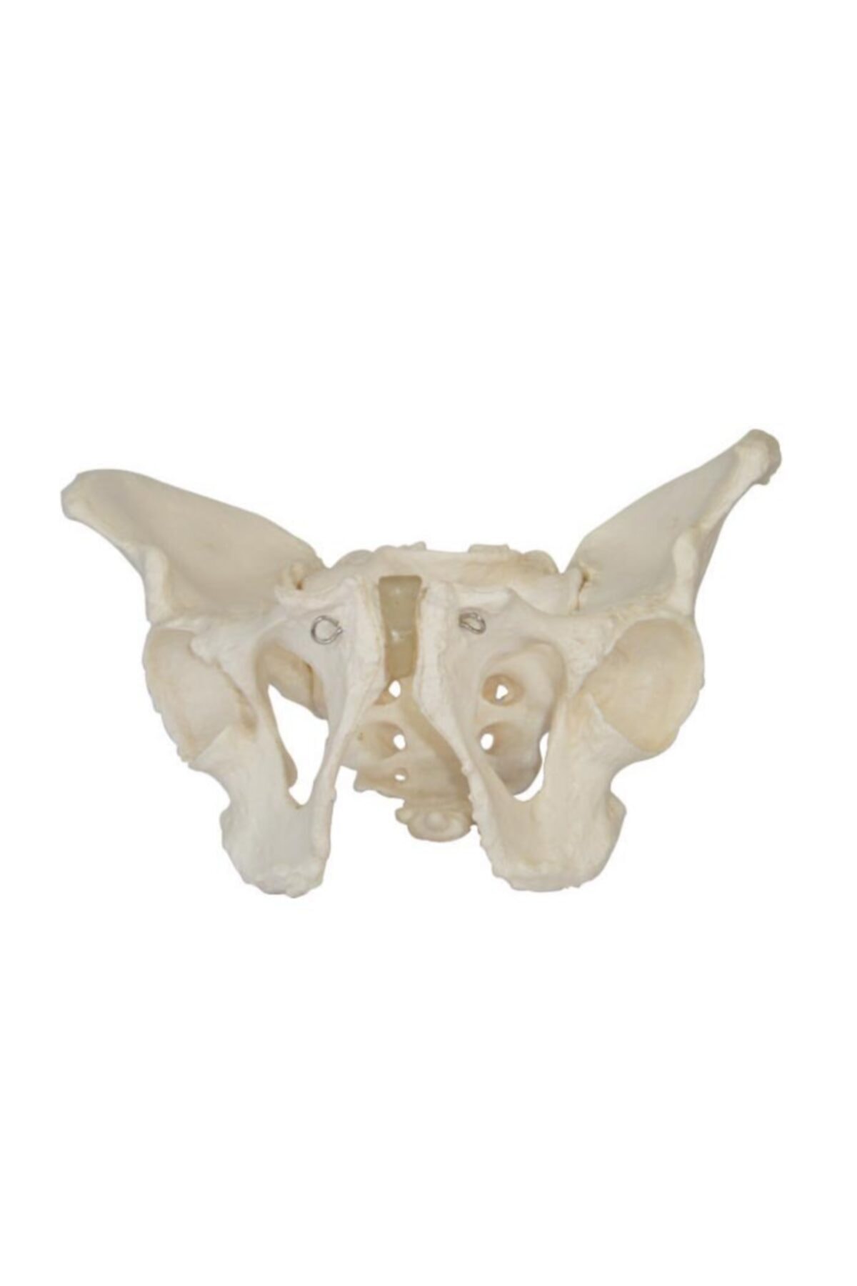 Anatomia Yetişkin Erkek Pelvis Modeli