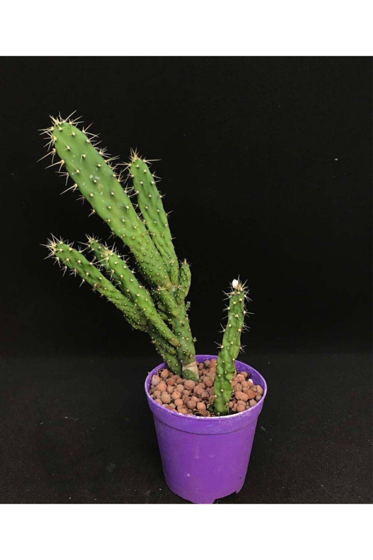 Sukulent Çeşitleri Brasiliopuntia Brasiliensis - Yassı Kaktüs