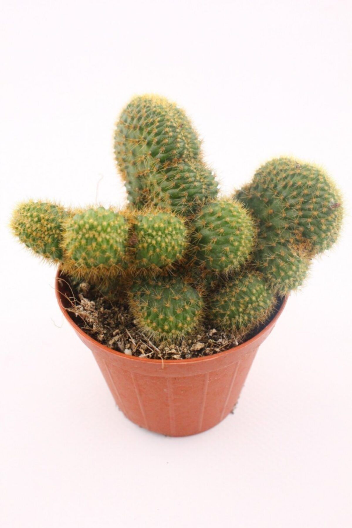 kaktuskent Hildewintera Aureispina Cristata Beyin Kaktüs 8.5 cm Saksıda