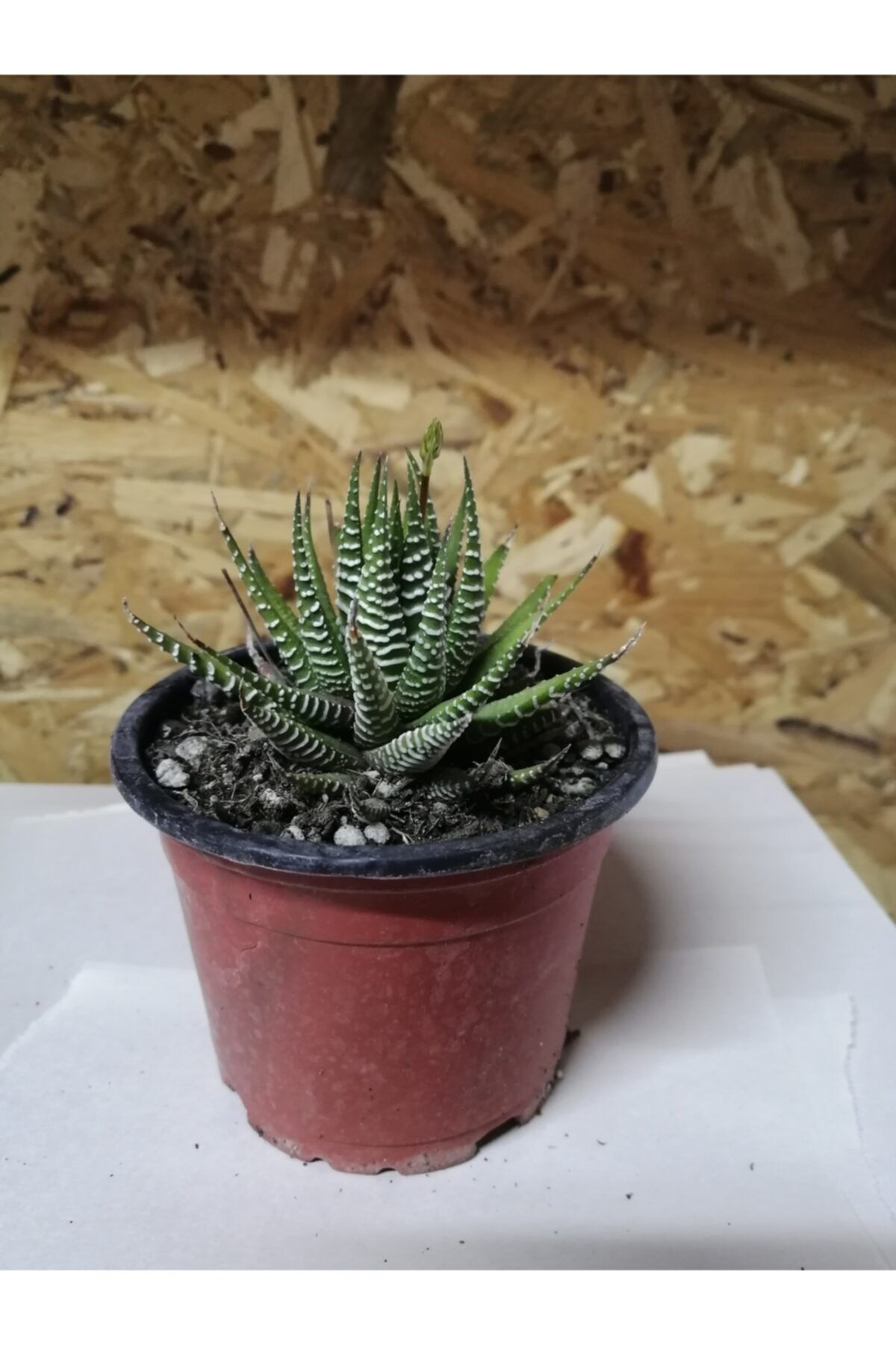 ünal kaktüs Haworthia Fasciata 8,5