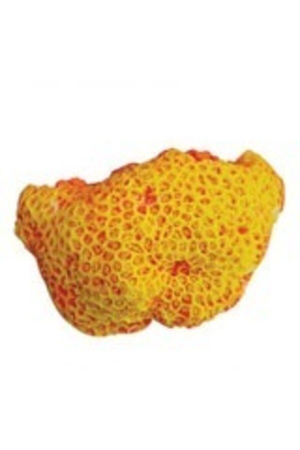 Kw Zone Soft Mercan