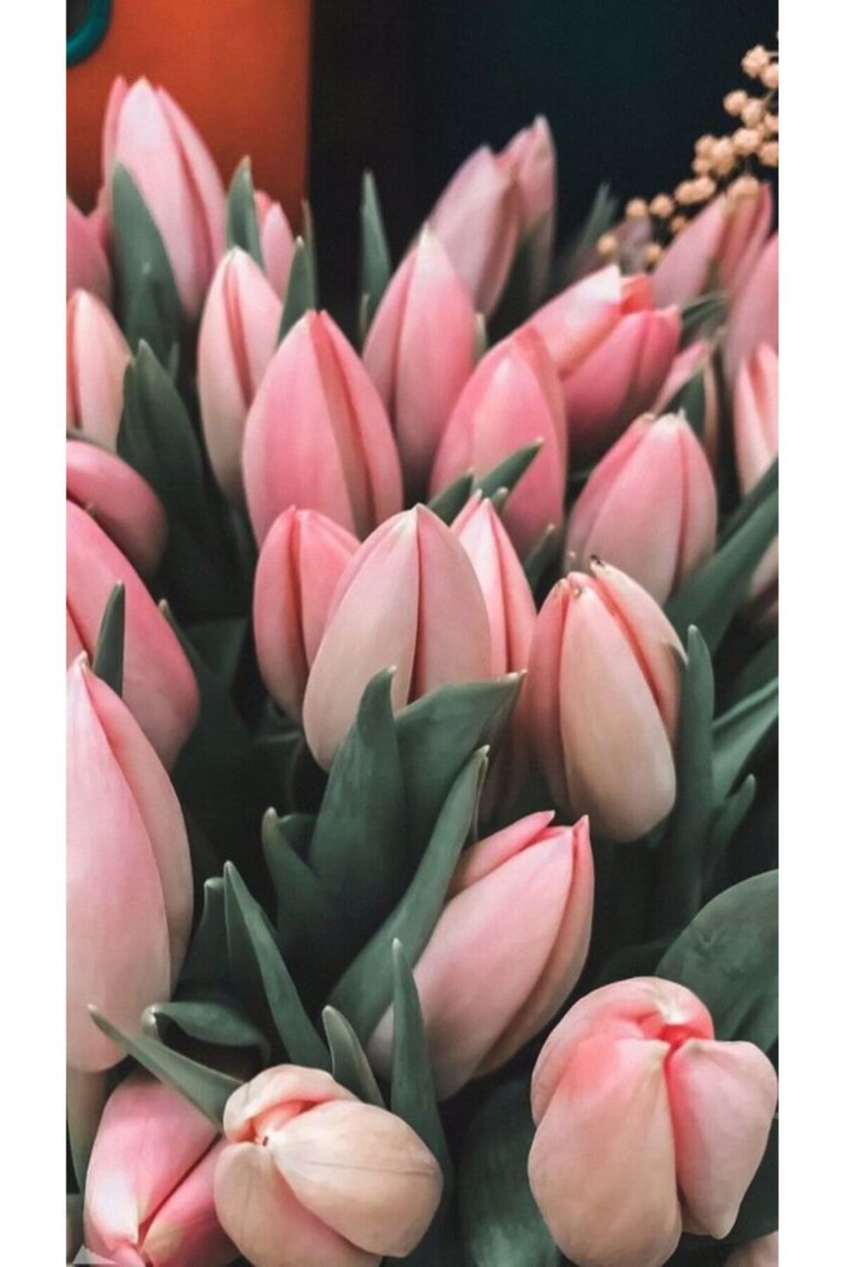HAN BOTANİK 5 Adet Hollanda Lale Soğanı Açık Pembe