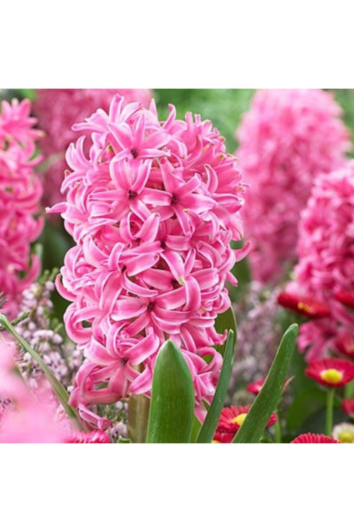 Tohumevi Pink Pearl Sümbülü 3 Adet Soğan
