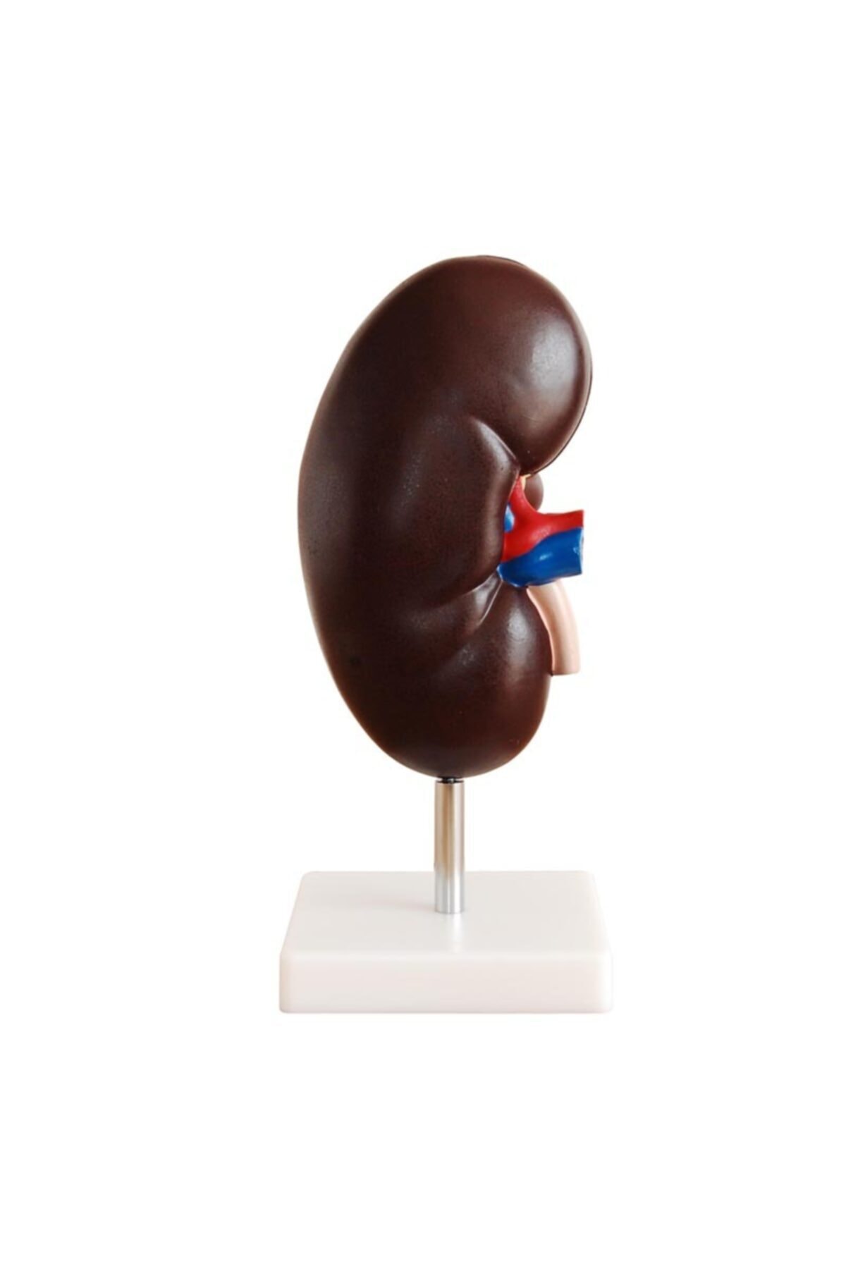 Anatomia Böbrek Modeli 2 Parça