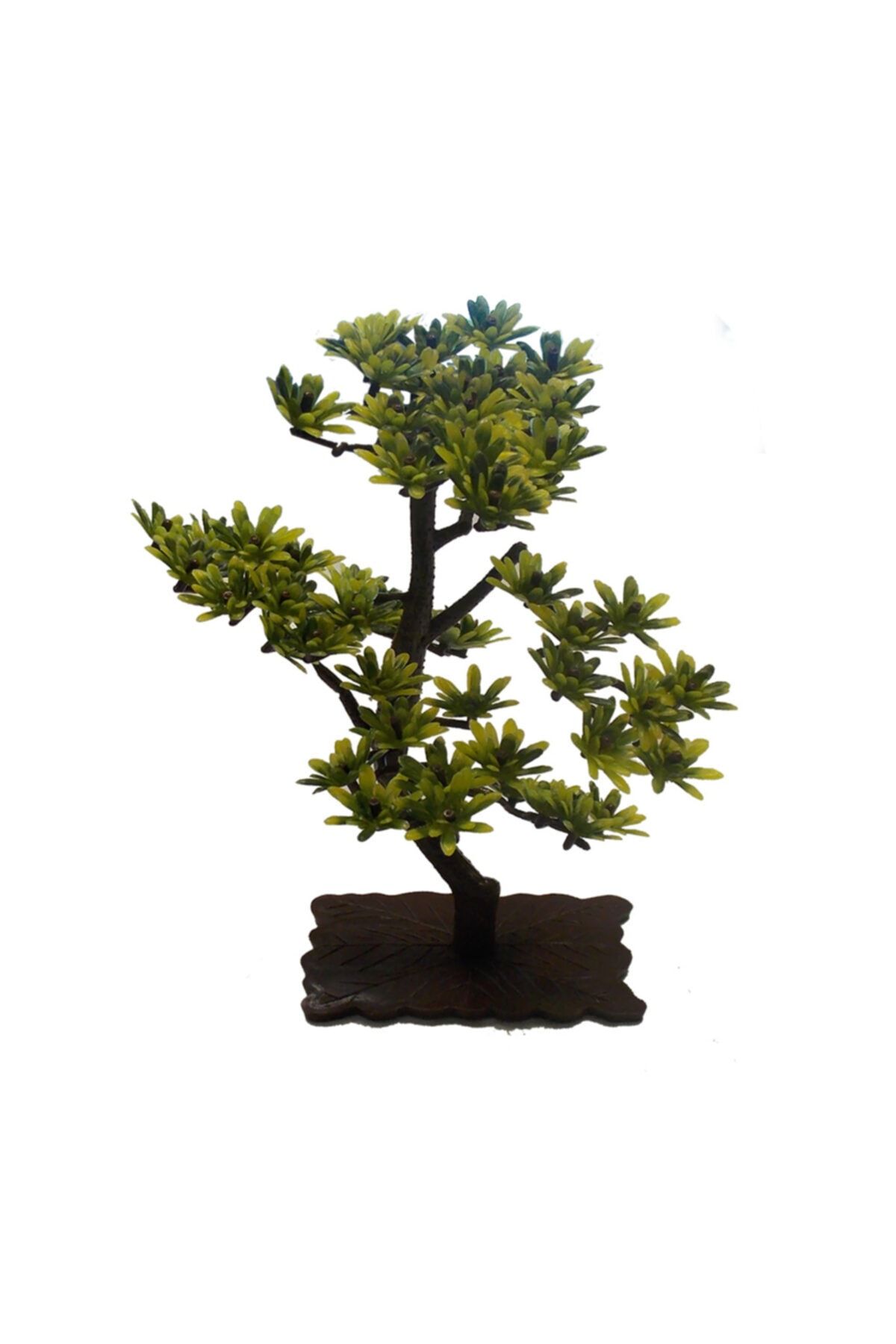Dophin Bonsai Bitki (m)