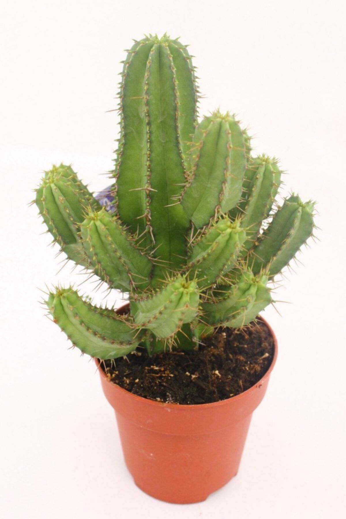 kaktuskent Euphorbia Fruticosa - 8.5 Cm Saksıda