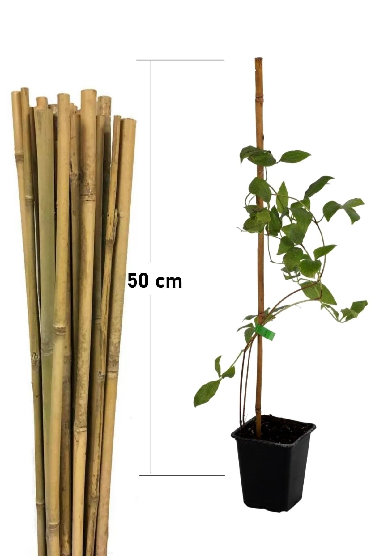 HB BOTANIC Doğal Yerli Bambu Bitki Destek Çubuğu 50 Cm 10 Adet