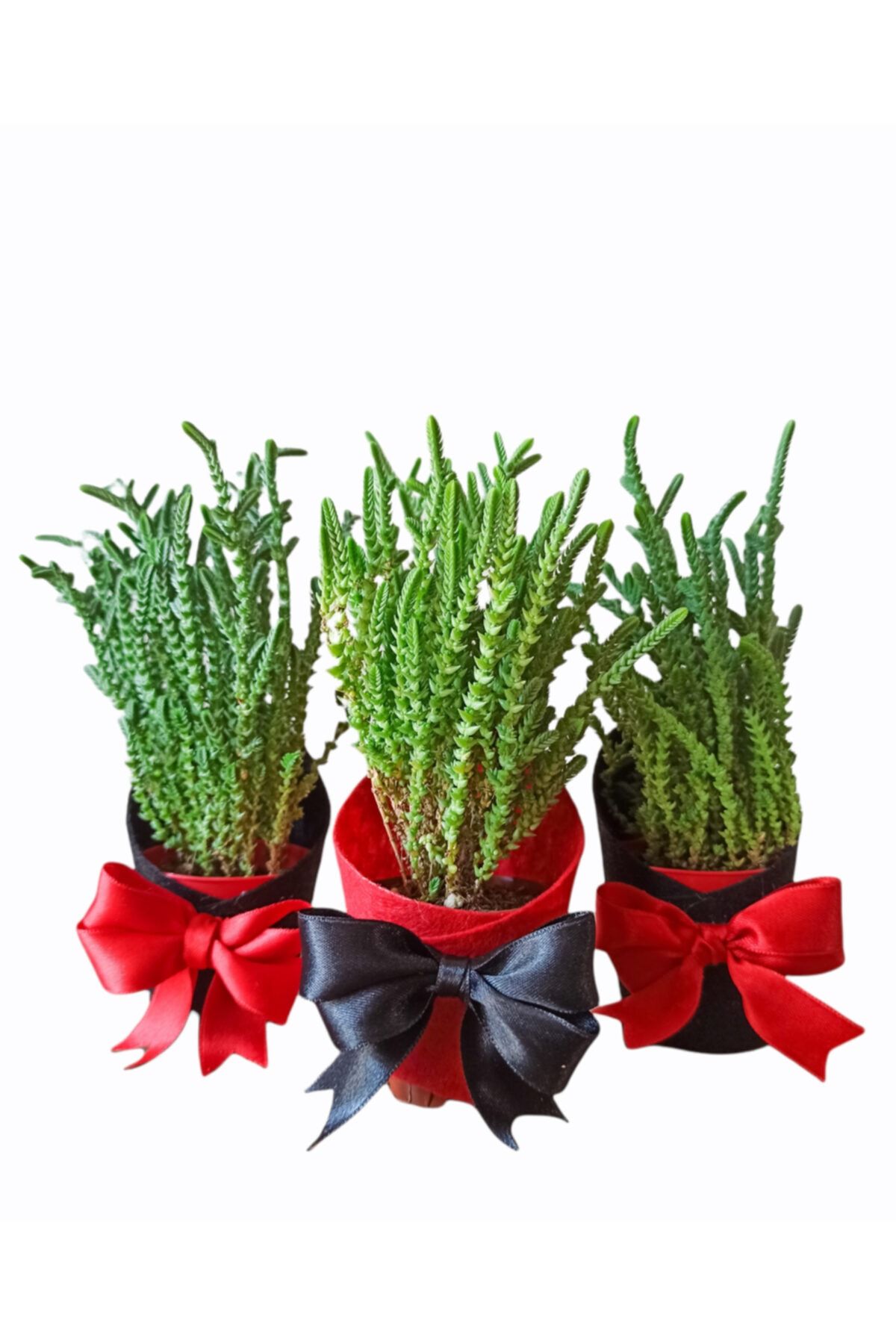 PlantGaraj Hediye Sukulent Prenses Çamı (crassula Muscosa) 3 Adet Kırmızı-siyah Süslemeli Mini Yılbaşı Çamı