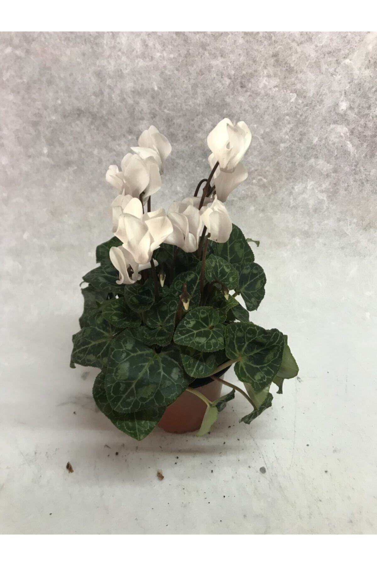 Elit Çiçek Sarayı Siklamen (tavşan Kulağı) Mini Beyaz