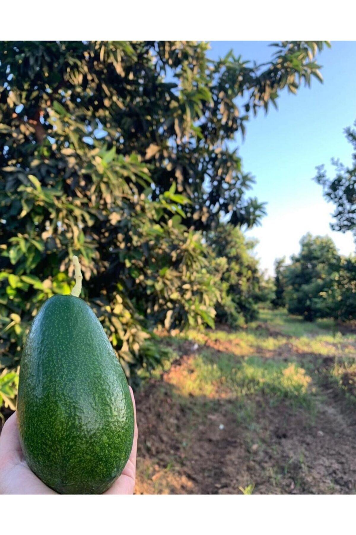 Manav Avokado Bahçemizden 10 Adet(220-280)gr