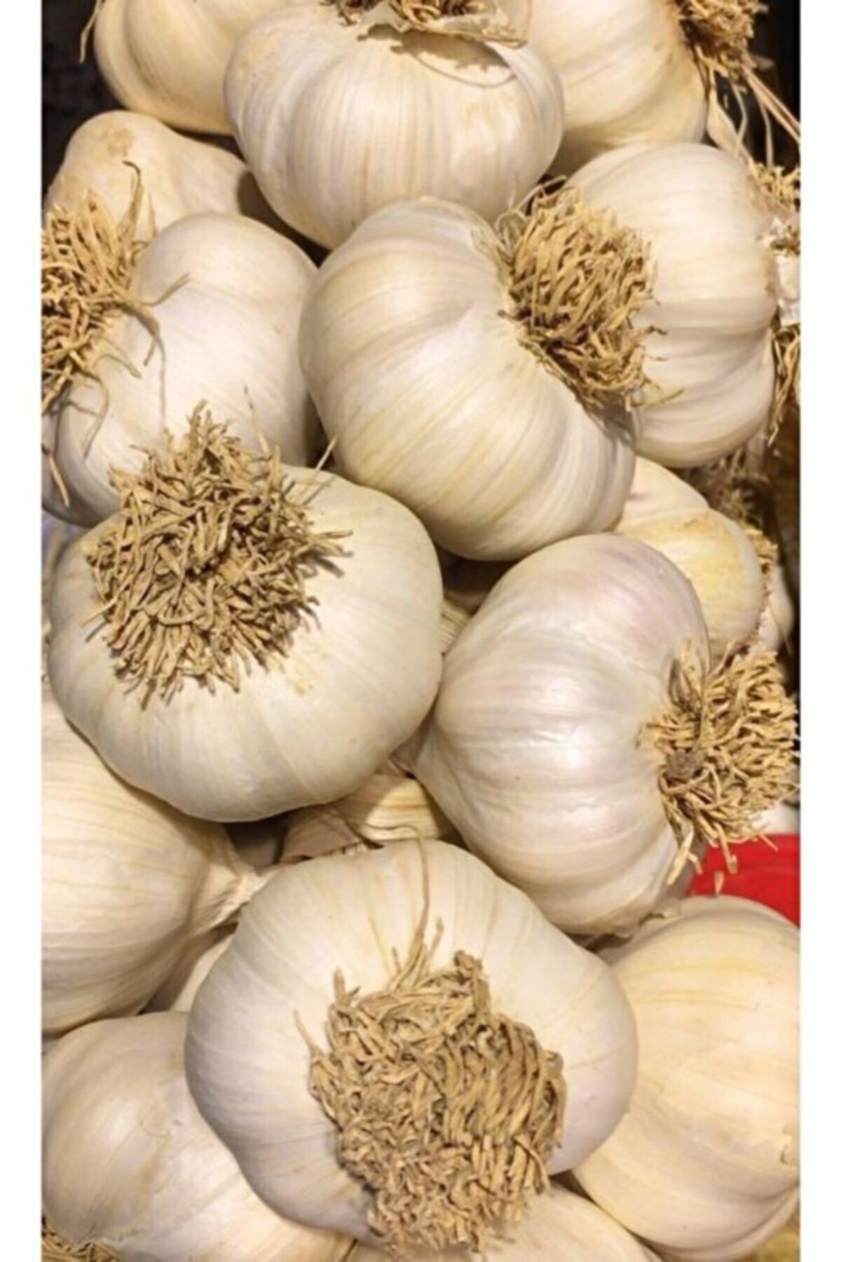 Kastamonu Taşköprü Taşköprü Sarımsağı 1kg