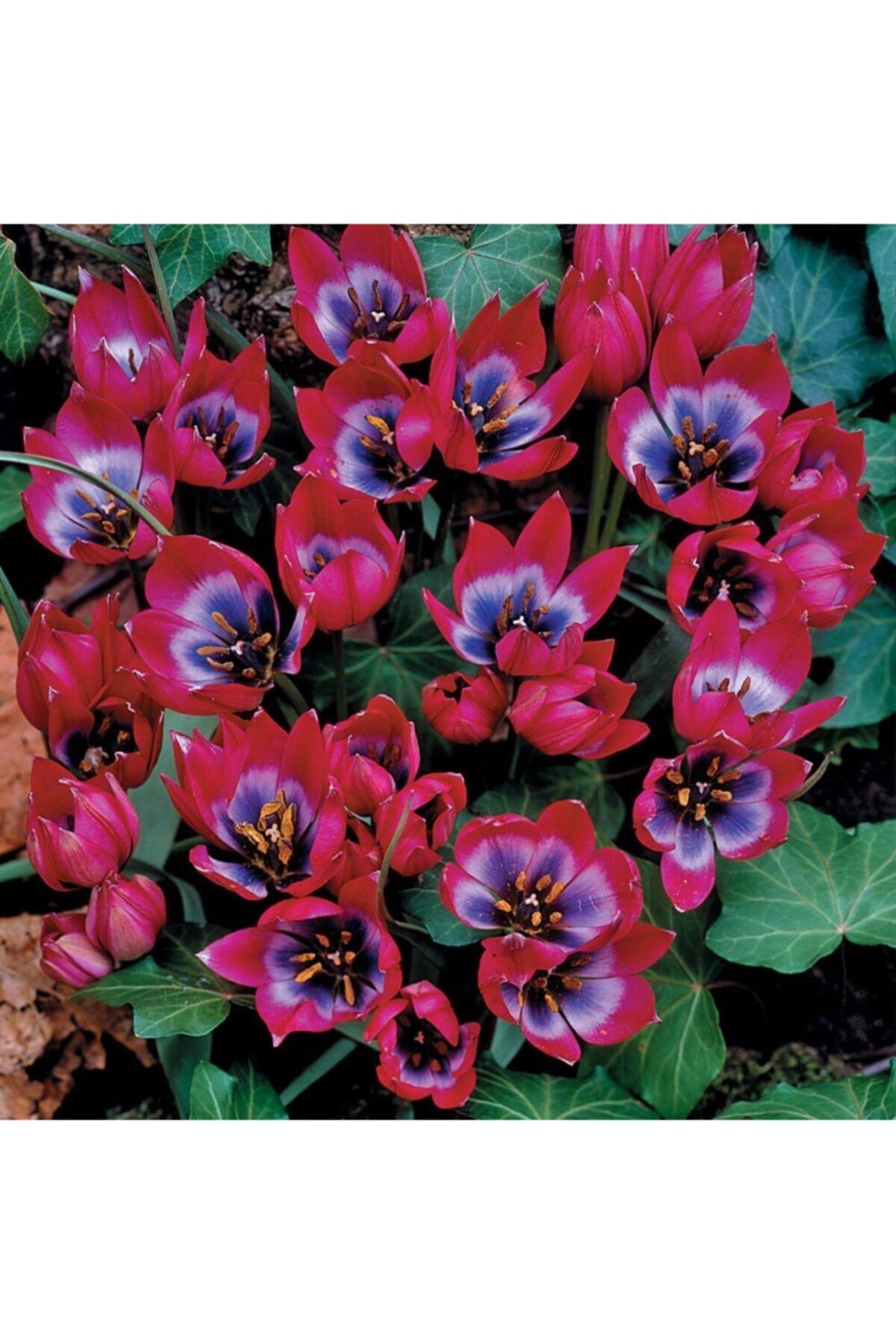HAN BOTANİK Tulip Dasystemon Tarda Lale Soğanı-5 Adet Fuşya