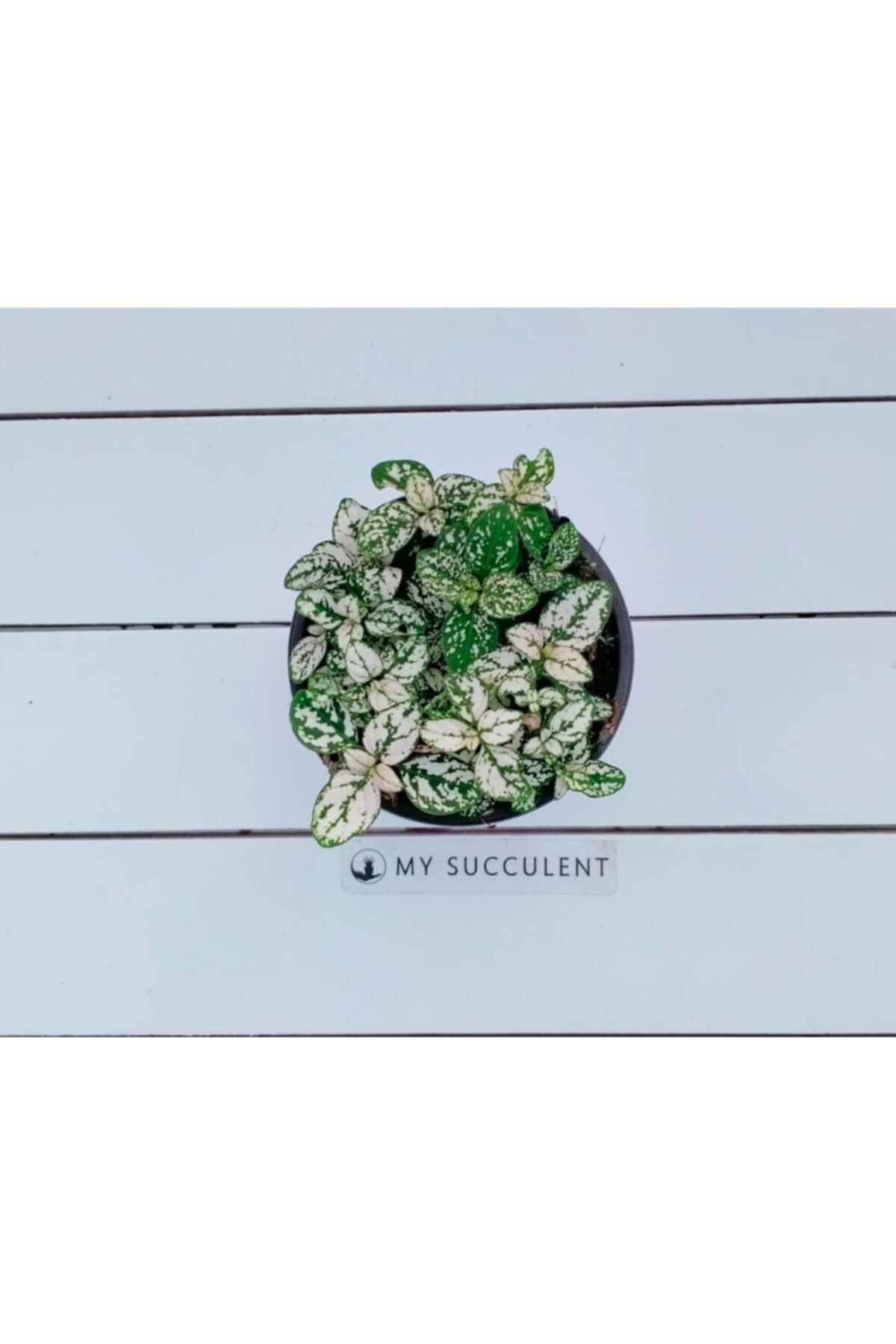 My Succulent Beyaz Benekli Hostes Çiçeği , Çilli Yaprak Bitkisi 9cm Saksıda