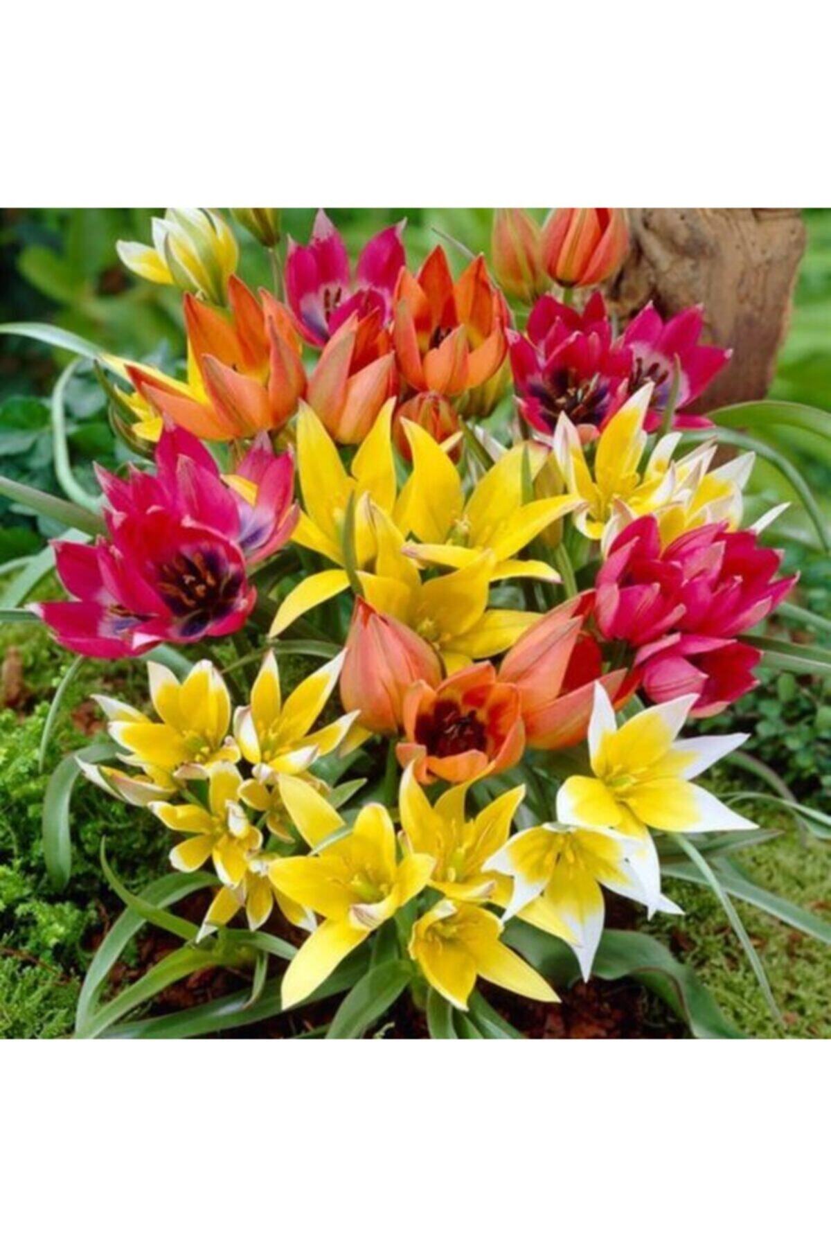 HAN BOTANİK Tulip Dasystemon Tarda Lale Soğanı 5 Adet Karışık