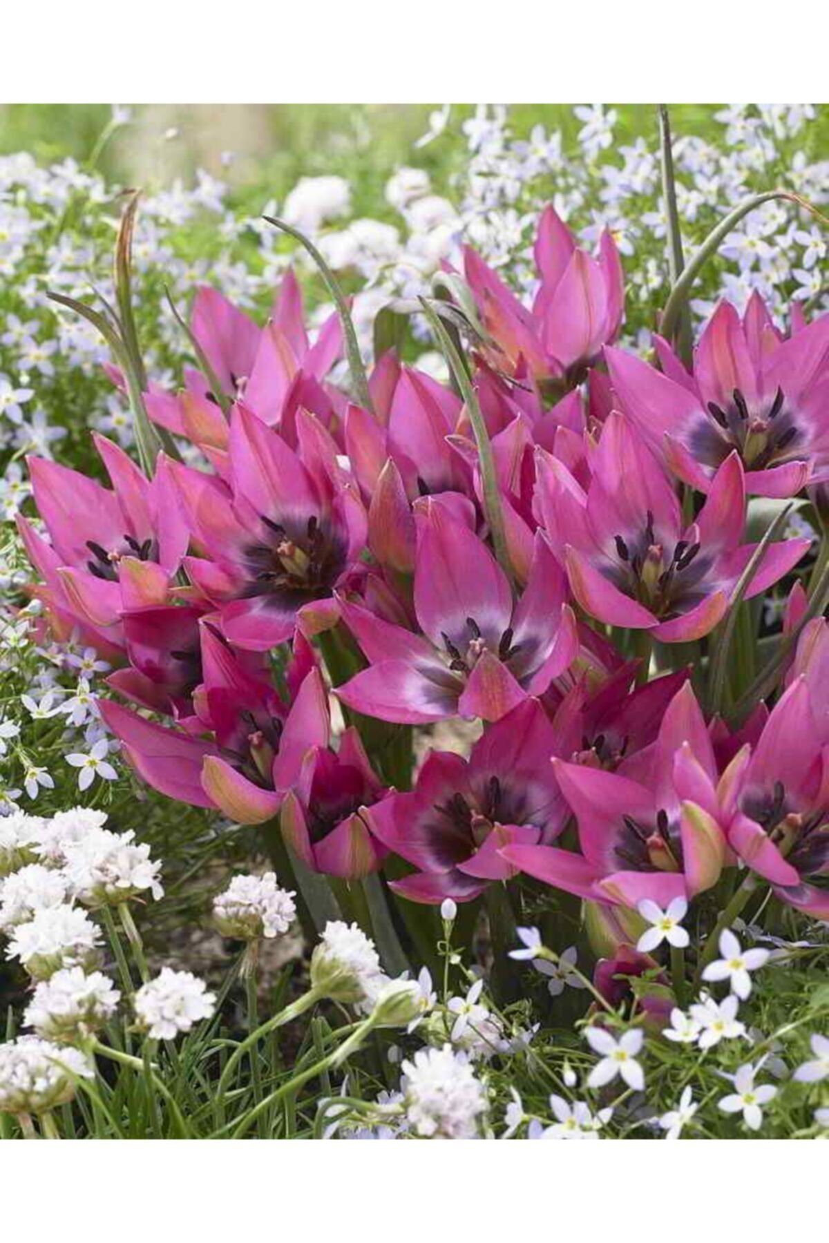 HAN BOTANİK Tulip Dasystemon Tarda Lale Soğanı-5 Adet Pembe