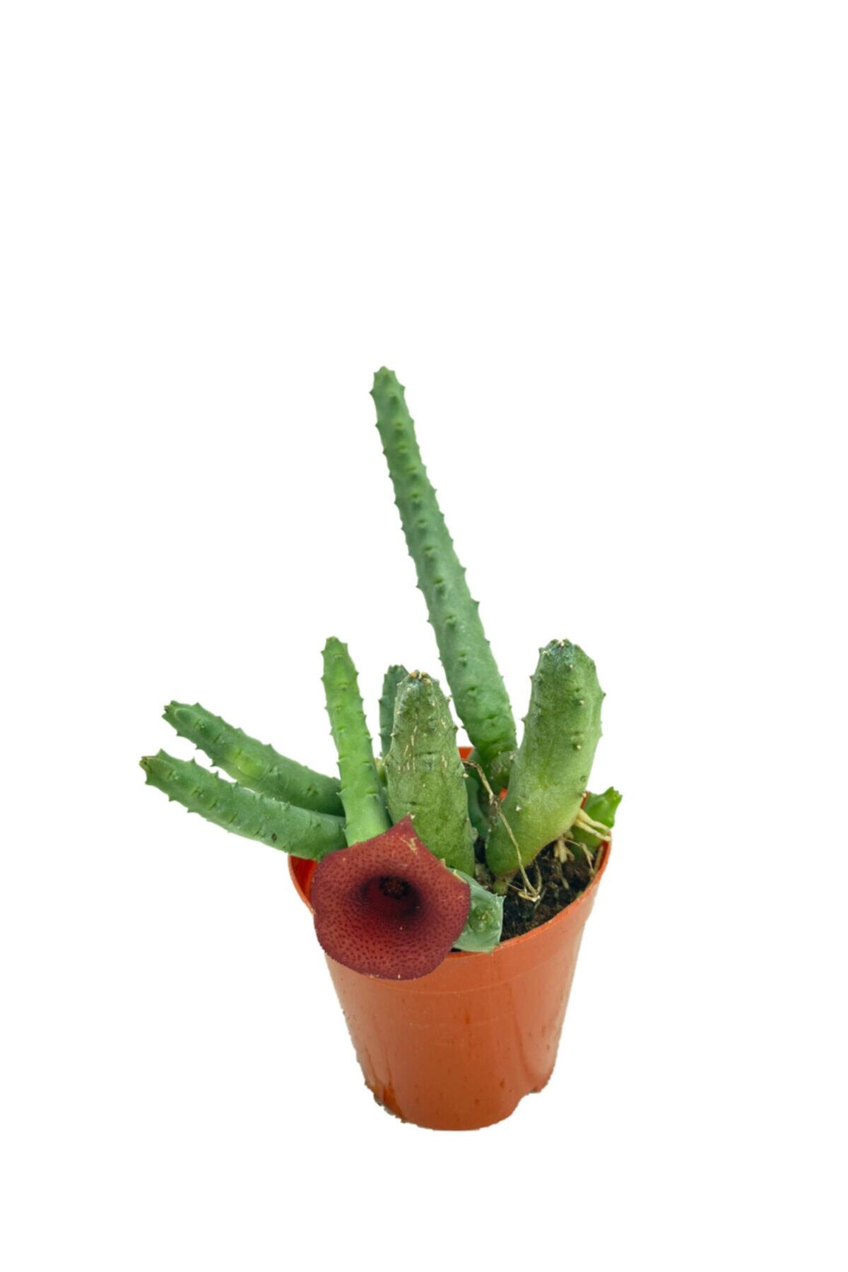 Sukulent Bahçem Huernia Pendula - 5,5 Cm Saksıda Leş Kaktüsü