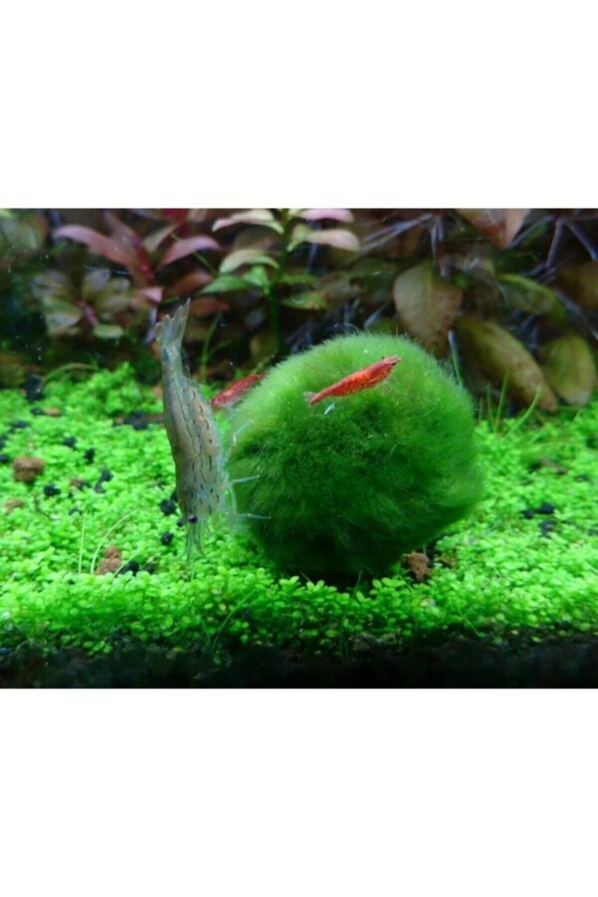Sakura ( Marimo Şans Getiren Yosun Topu) Mossball 3-5 Cm