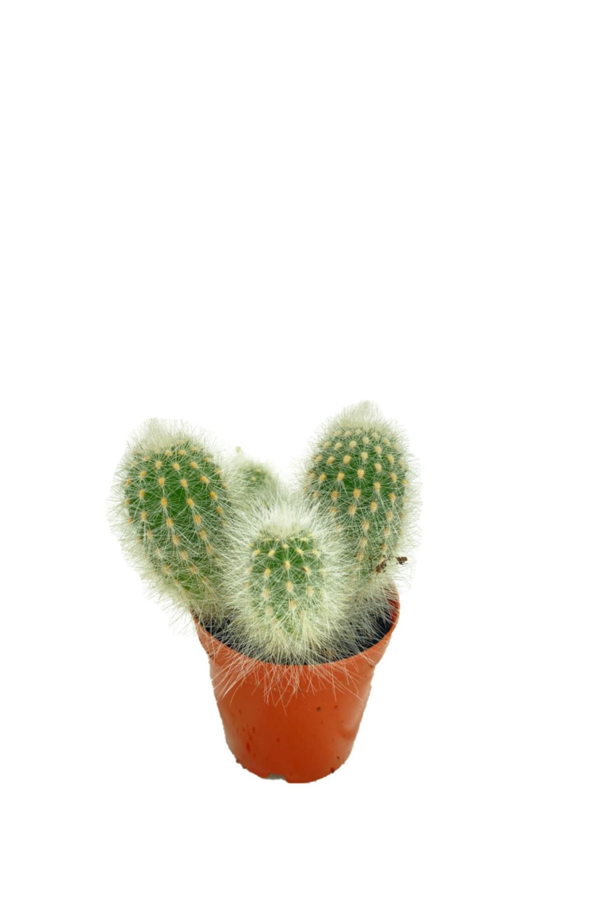 Sukulent Bahçem Cleistocactus Strausii - 5,5 Cm Saksıda Bol Yavrulu Kaktüs