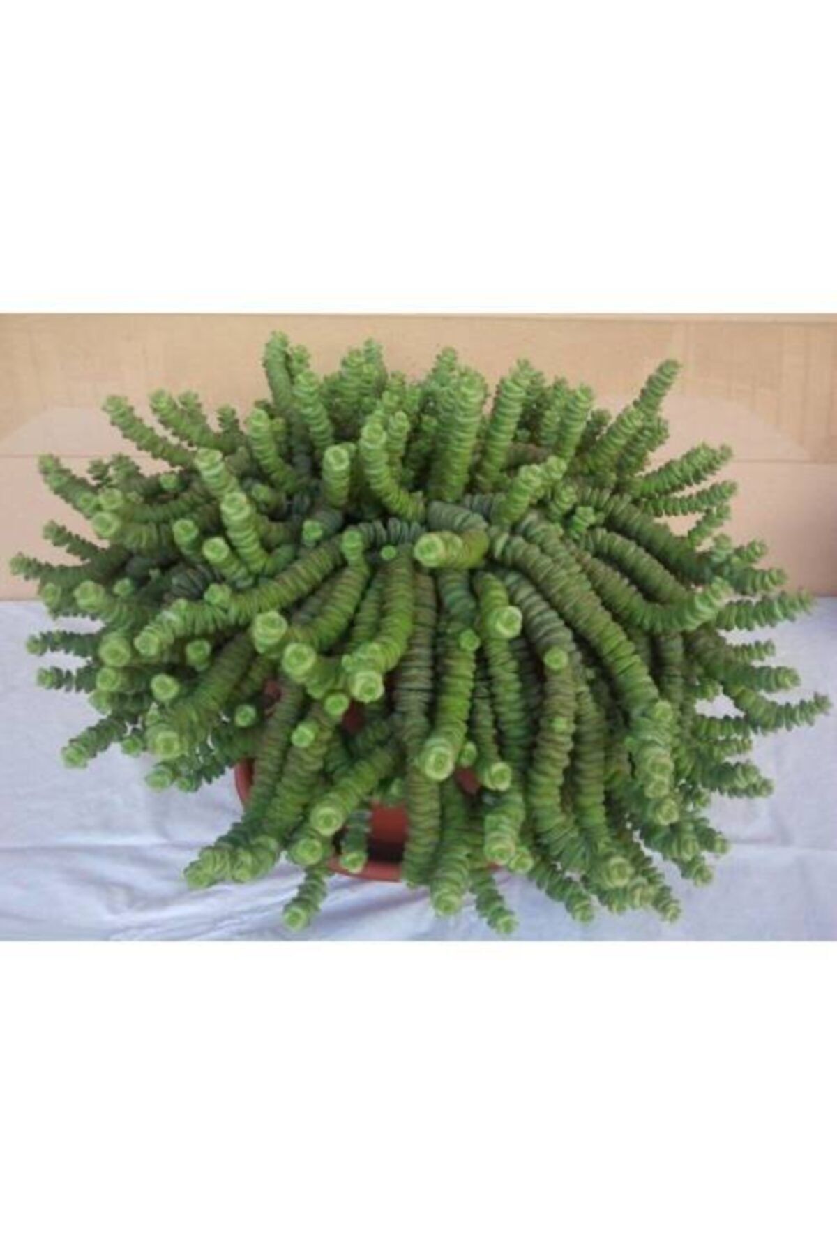 lalaahmetbotanik Sukulent, Crassula Rupestris Subsp- 5,5 Cm Saksıda-teraryum, Kaktüs,sukulent