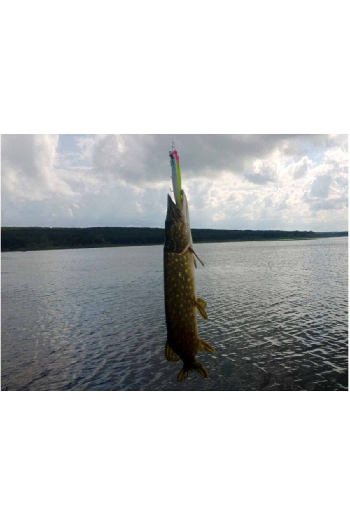 Usam I Combo Pop 100f 12.1 G Turna Ve Levrek Sahtesi