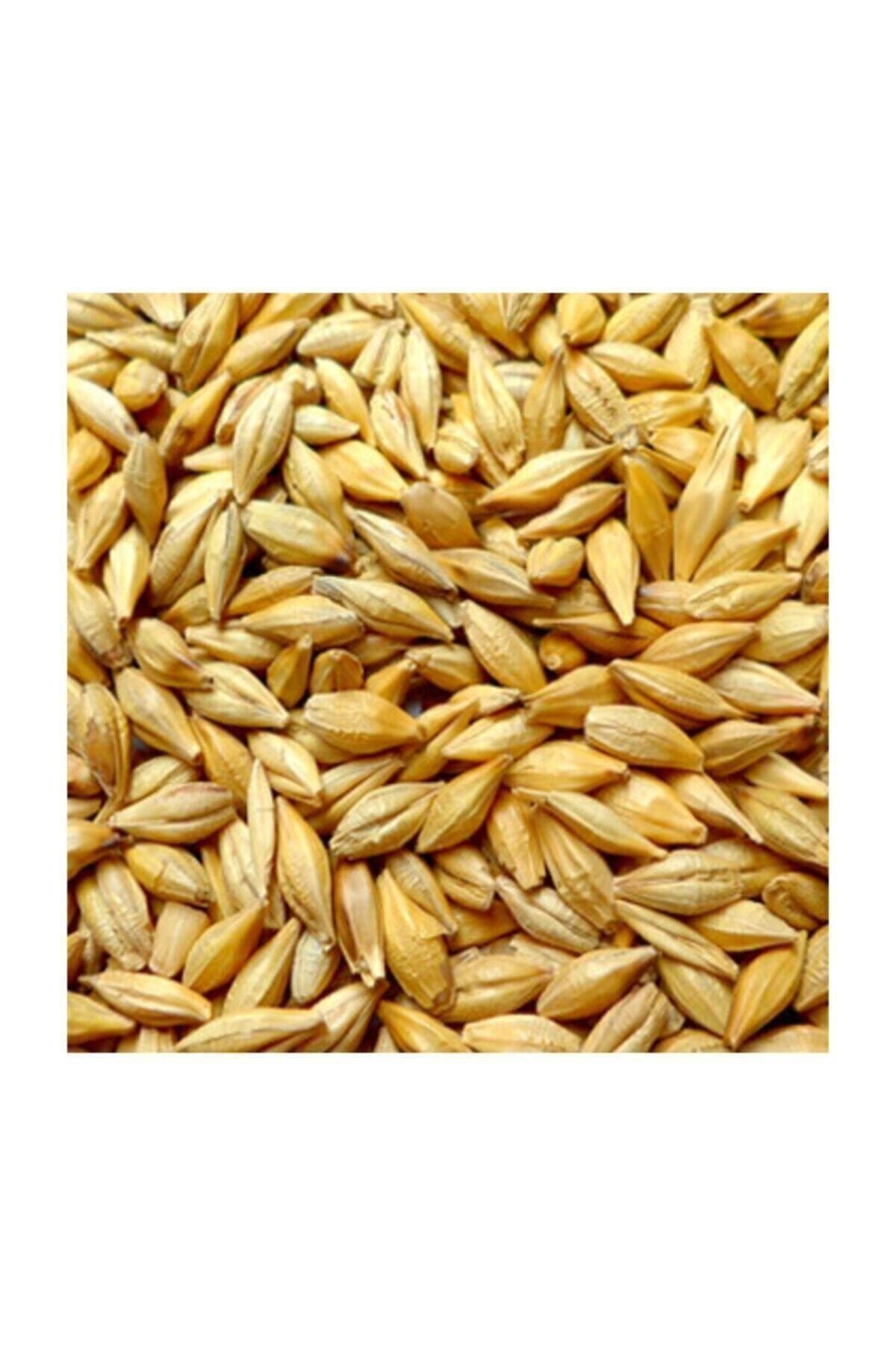 Ekodoğa Arpa 5 Kg Yemlik Arpa Kuş Yemi Tavuk Yemi Kanatlı Yemi Tavşan Yemi Doğal Yemlik Arpa