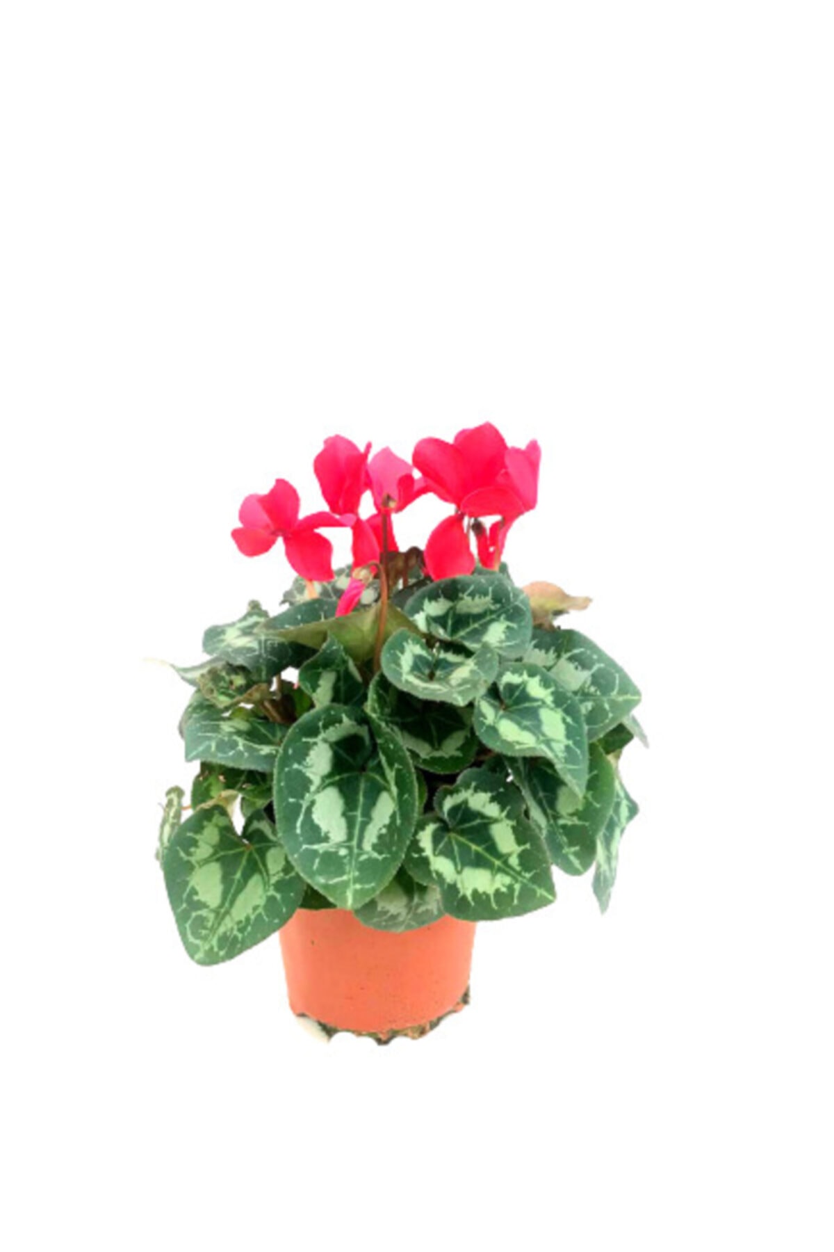 neva grup Sıklamen Çiçeği, Tavşan Kulağı