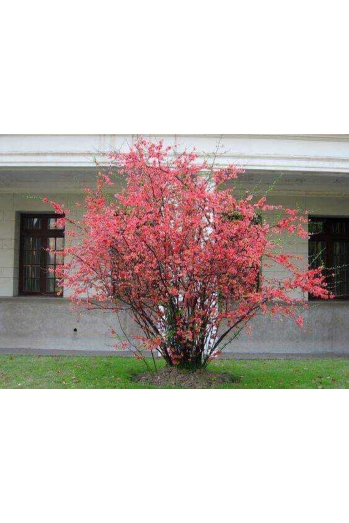 fide marketim Tüplü Japonica Japanese Quince Japon Ayvası Fidanı