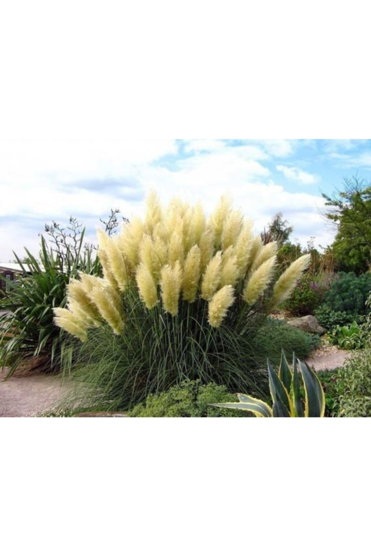 modabotanik 10 Adet Saksılı Pampas Otu (saz Püskülü) Cortaderia Selloana Fidanı 1.kalite