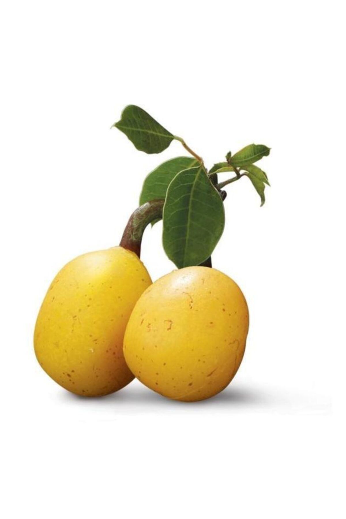 Naturel Tohum Marula Fidanı 40-50 Cm - 1.5-2 Yaş
