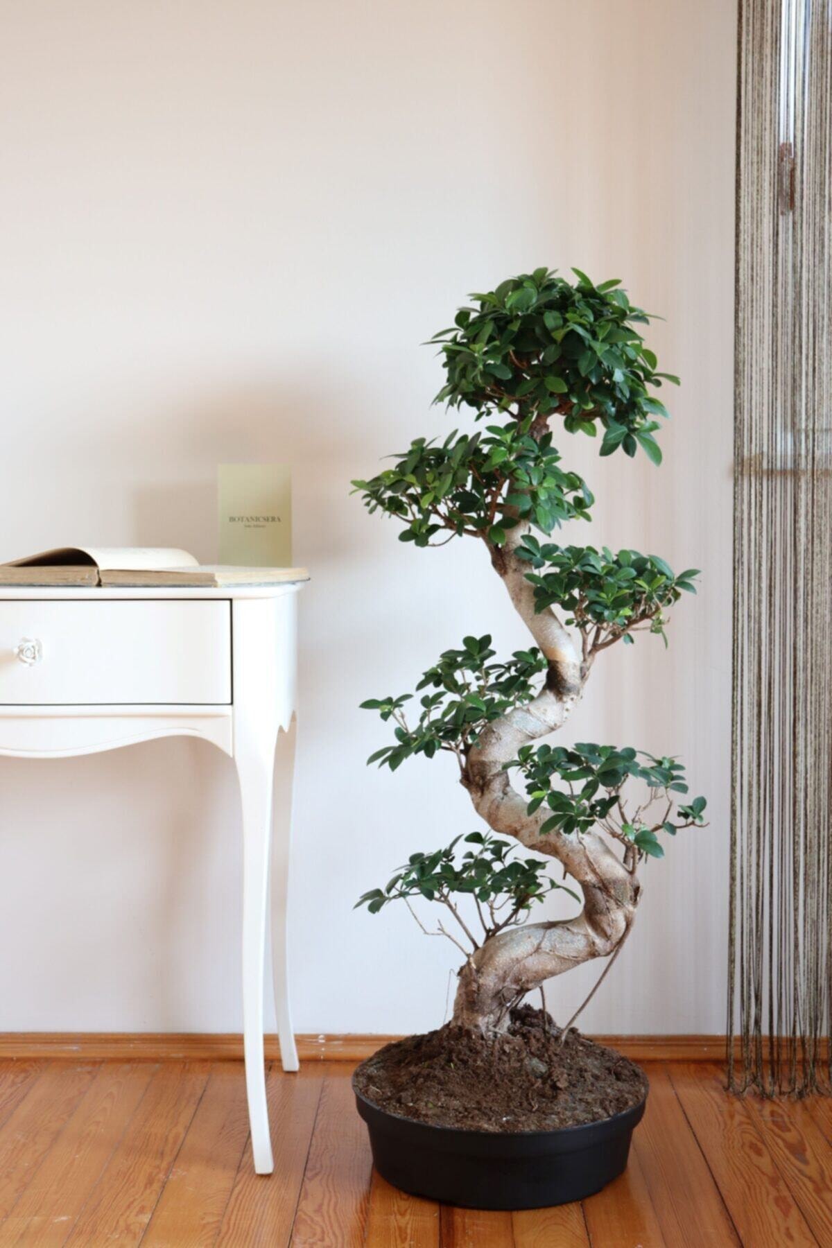 botanicsera Bonsai Ficus Ginseng S Gövde 100-110 Cm