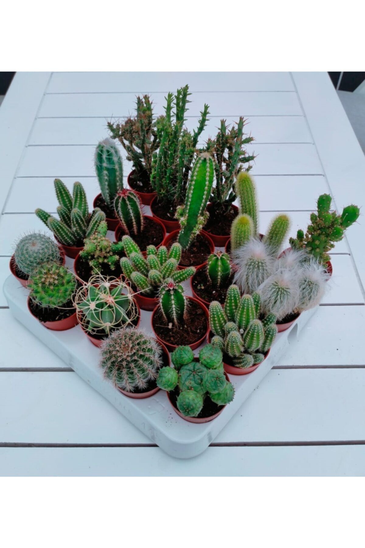 My Succulent 5'li ( 4+1 ) Adet Farklı Cins Kaktüs Mix Yerli/ithal Karışık