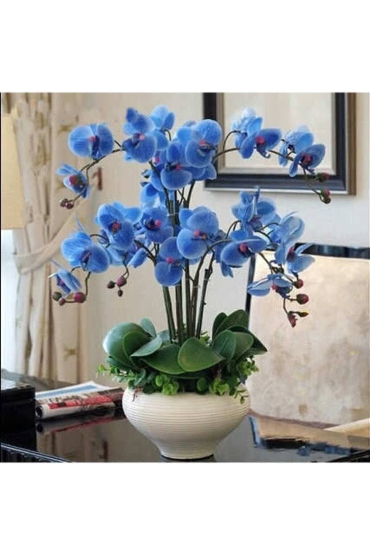 pearlexoticseed 10 Adet Mavi Orkide Tohumu