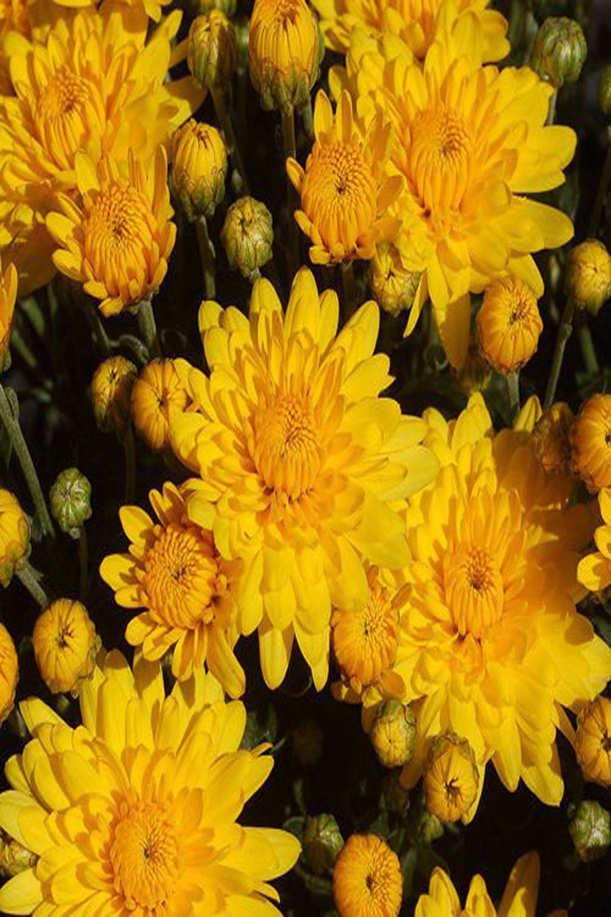 NET TARIM Saksılı Canlı Kasımpatı Çiçeği Sarı Chrysanthemum349