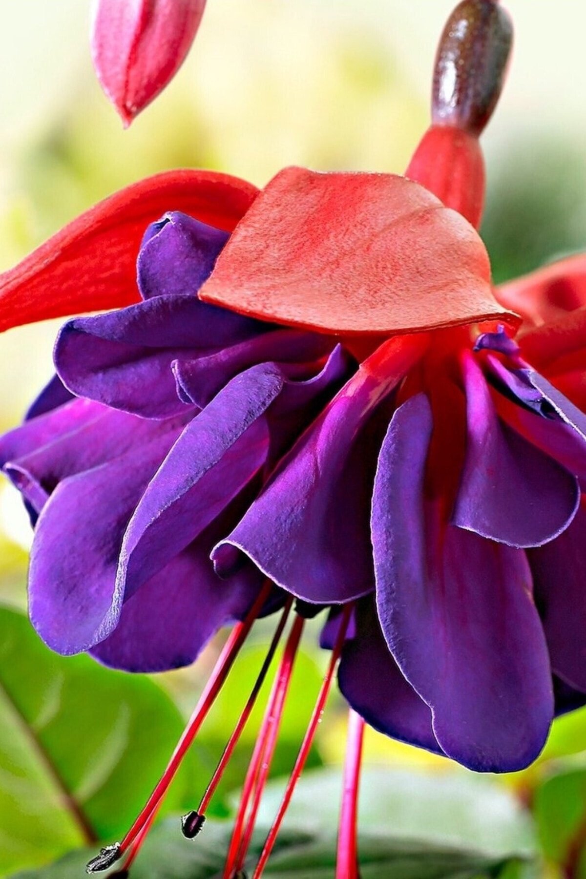 ÇİÇEKFLİX Küpe Çiçeği Tohumu 10 Adet