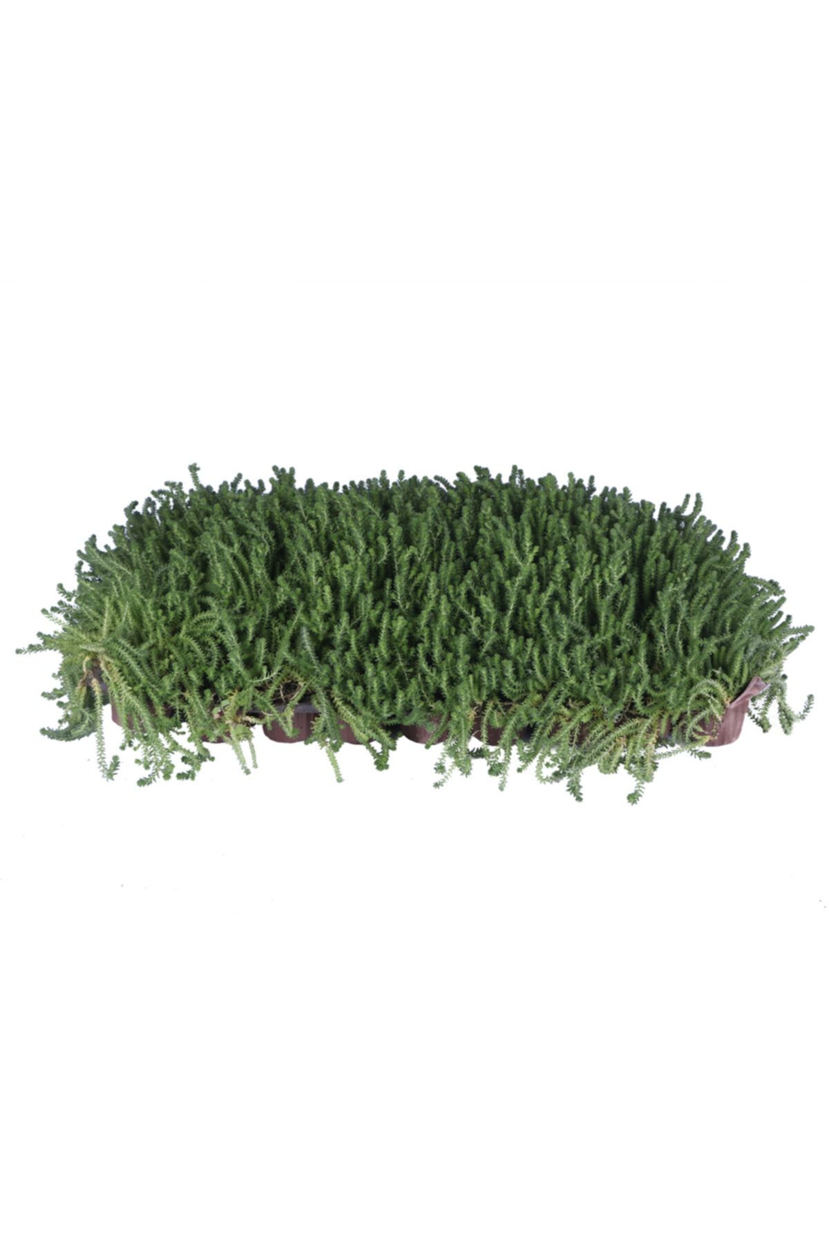 HOBİ VE BAHÇE Mezarlık Üstüne Uygun - Sedum Acre - Yer Örtücü Sedum 45'li Viyol'de