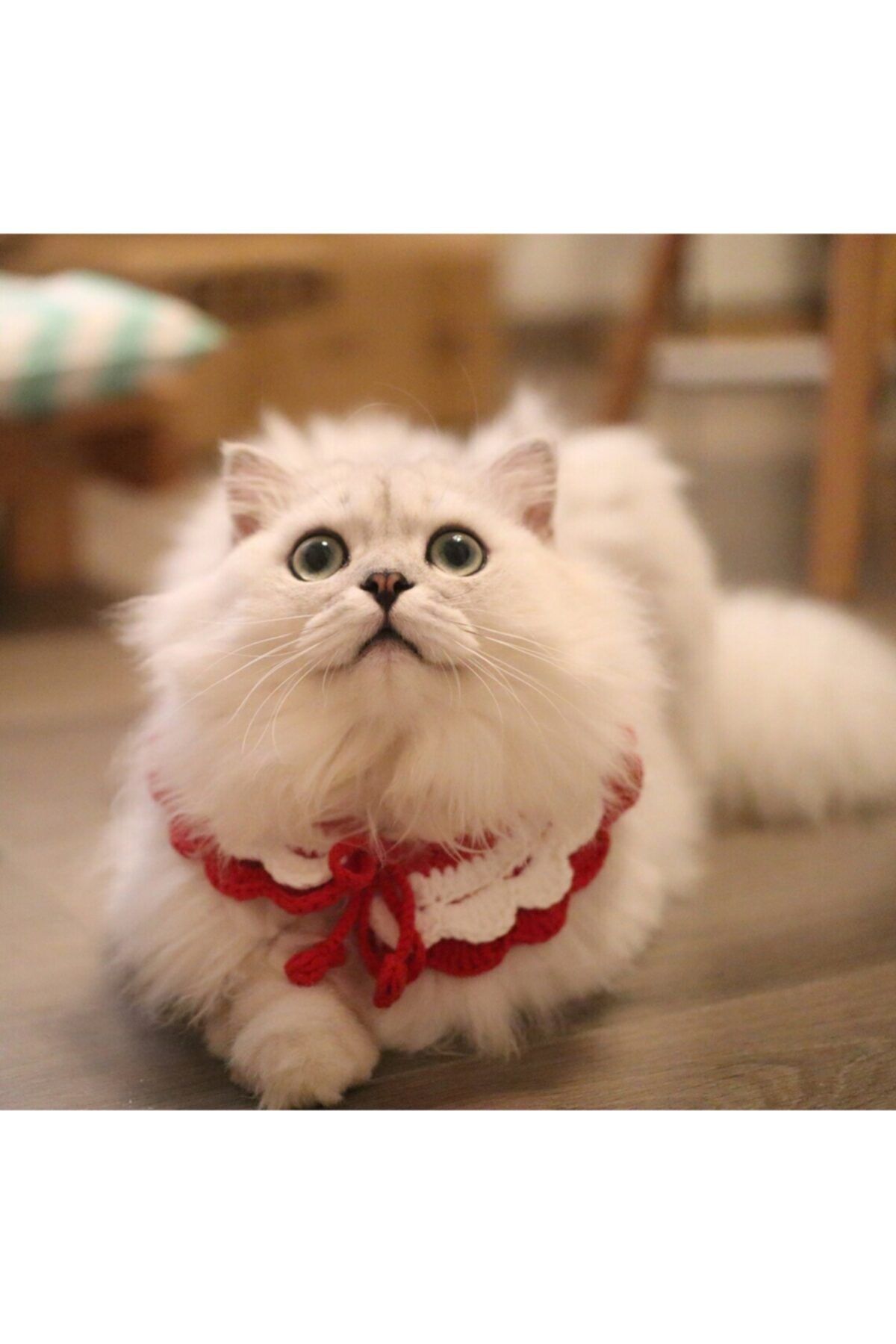 BurDen Dekoratif Ürünler & Tasarım Ütü Mü Yaptın Mıı Bakalımm :) Kedi Boyun Tasması & Aksesuarı , Pet Ürün ,pet Fashion,tasarım Fenomen