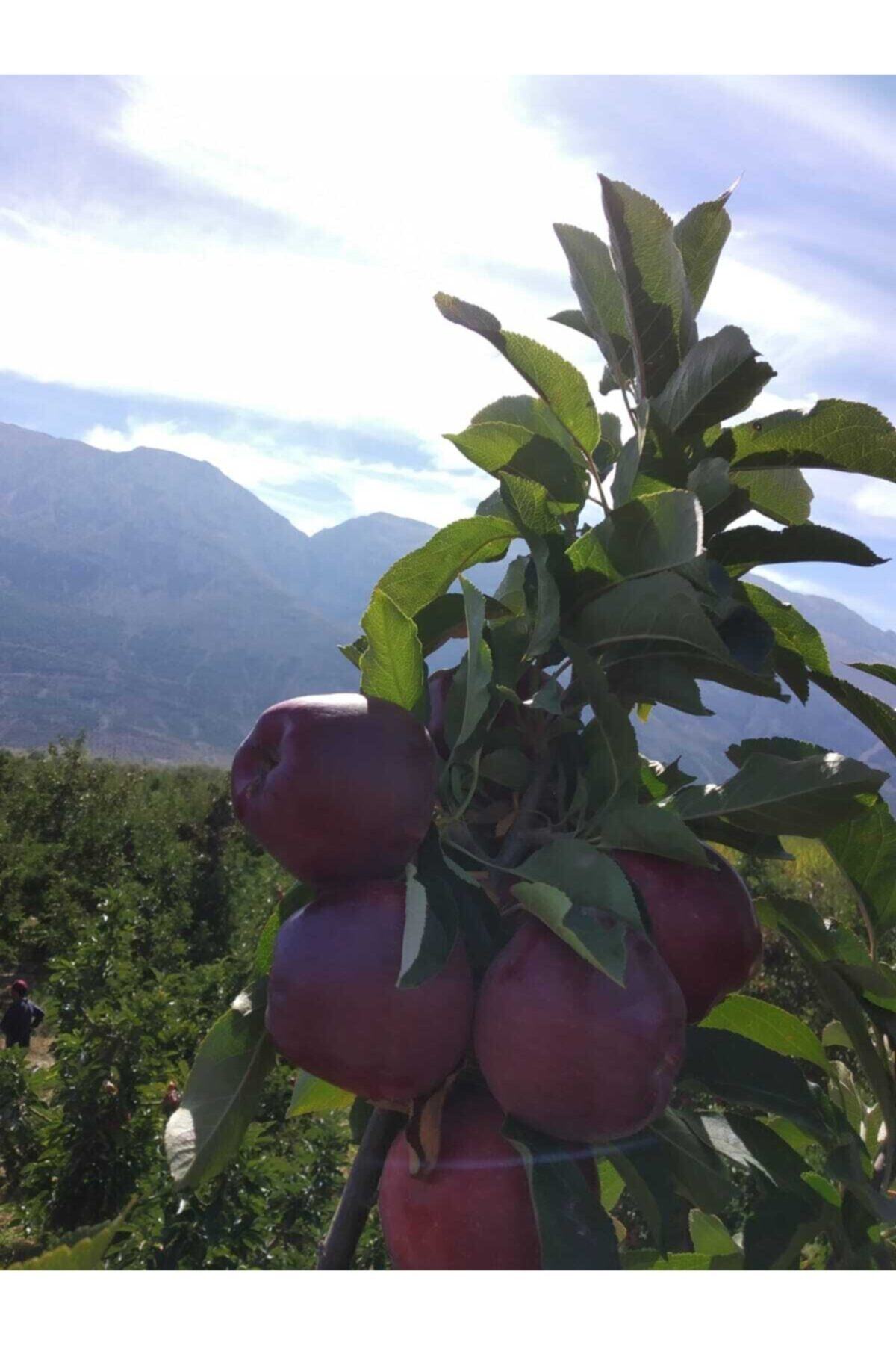 RavzanınBahçesi Isparta Elması 1kg