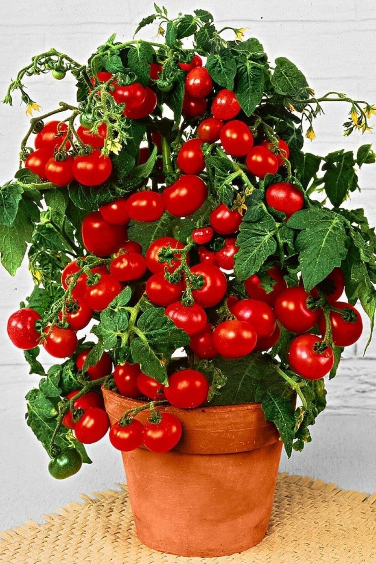 ÇİÇEKFLİX Saksılık Cherry Domates Tohumu 30 Adet