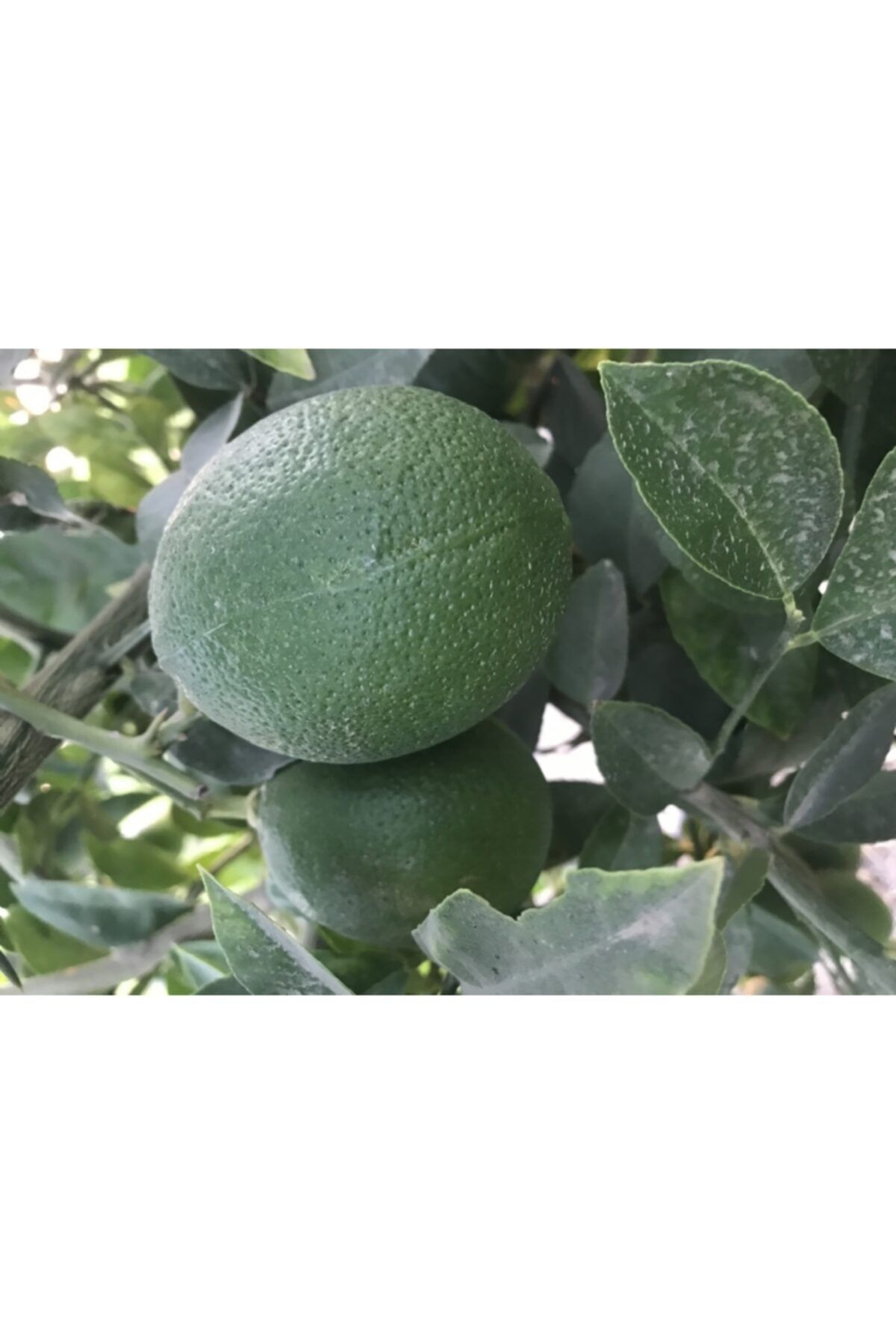 Doktor Turuncu Taze Mayer Limon Parafinsiz  5 kg