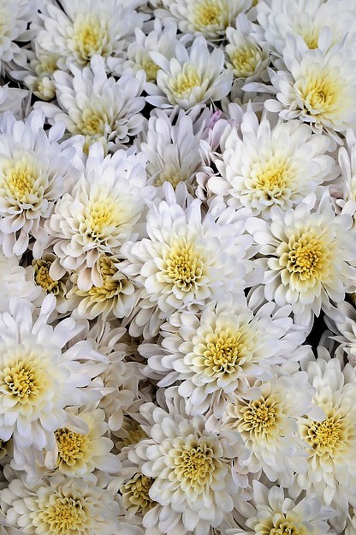 NET TARIM Saksılı Canlı Kasımpatı Çiçeği Beyaz Chrysanthemum135