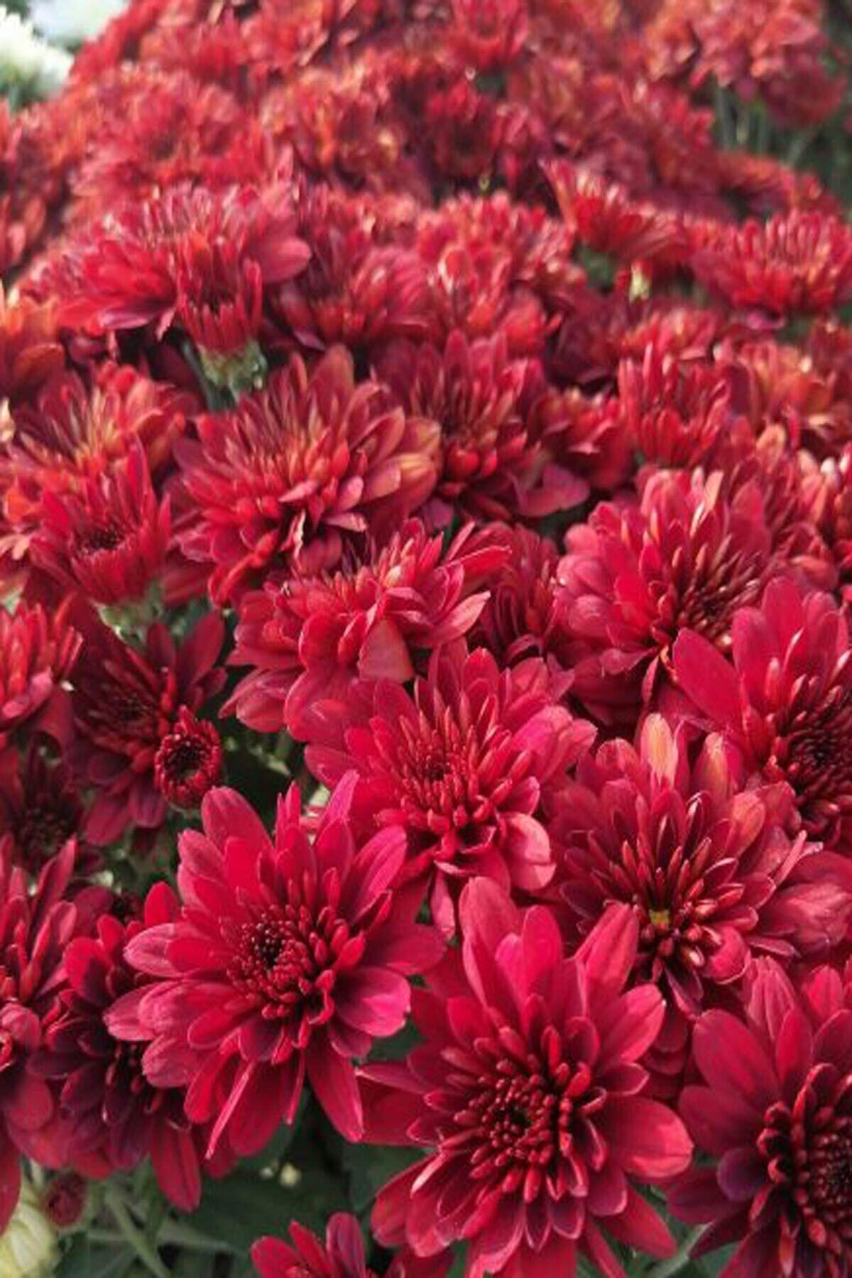 NET TARIM Saksılı Canlı Kasımpatı Çiçeği Kırmızı Chrysanthemum478