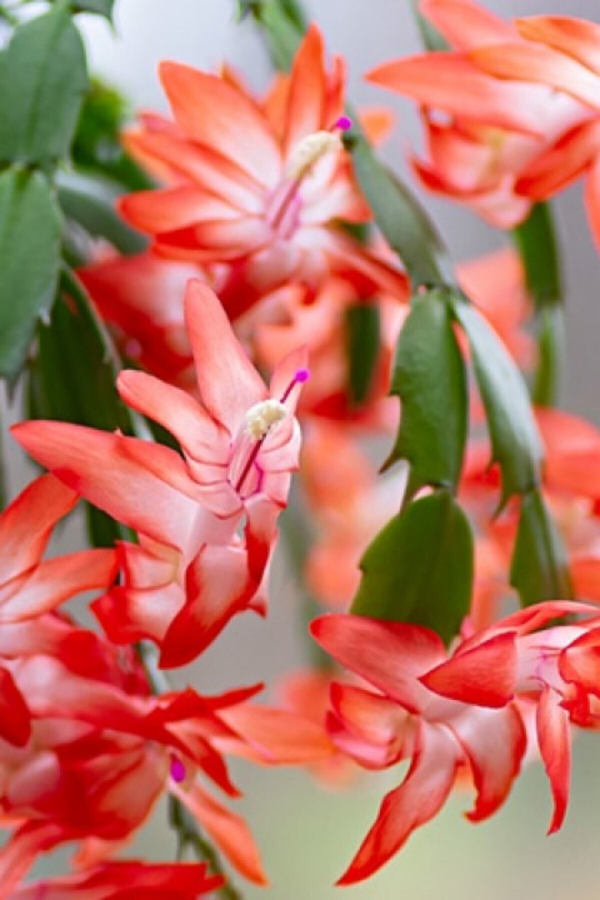 ÇİÇEKFLİX Yılbaşı Çiçeği Tohumu 5 Adet